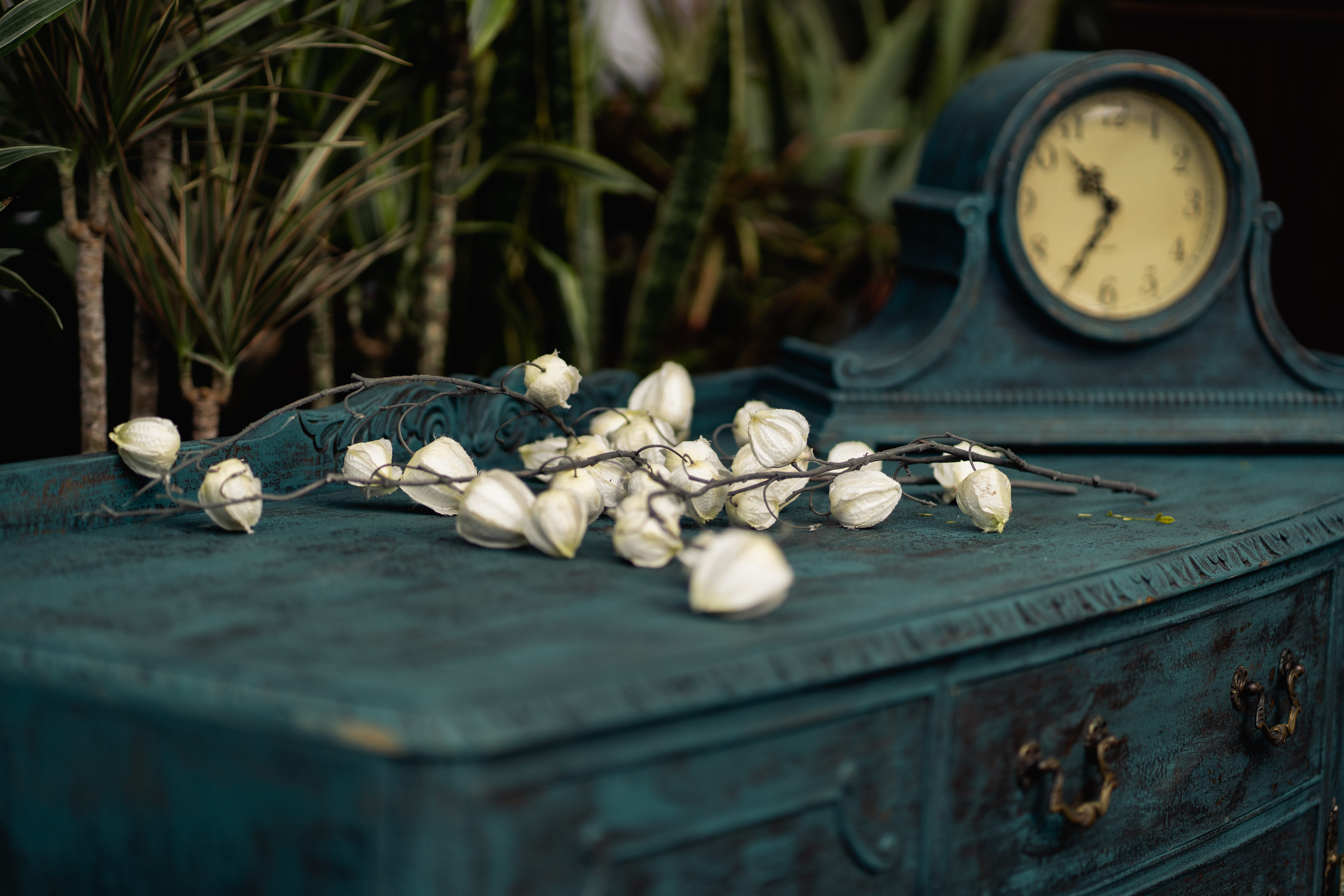 container, metal, instrument of measurement, vintage, 5K, time, art, still life, color, no people, petaled, old, nature, timepiece, flowers, beside, close-up, HD Wallpaper