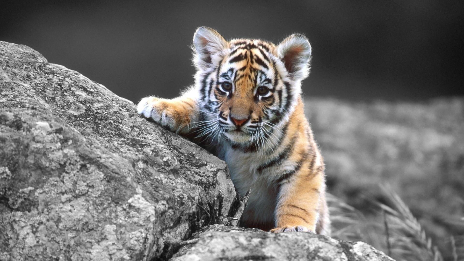 cub, photograph, cute, tiger, 1080P, monochrome, HD Wallpaper
