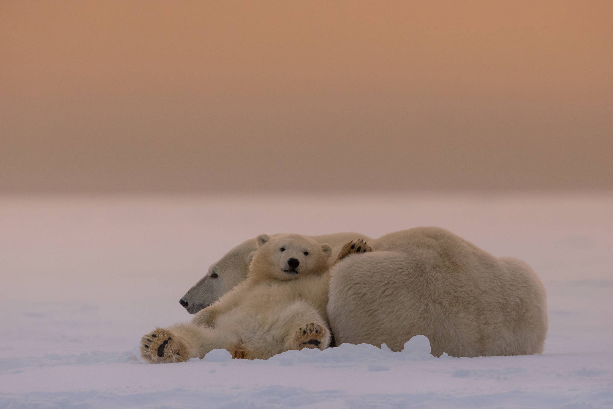 HD, bear, bears, white, polar, 1080P, White Bears, cub, HD Wallpaper