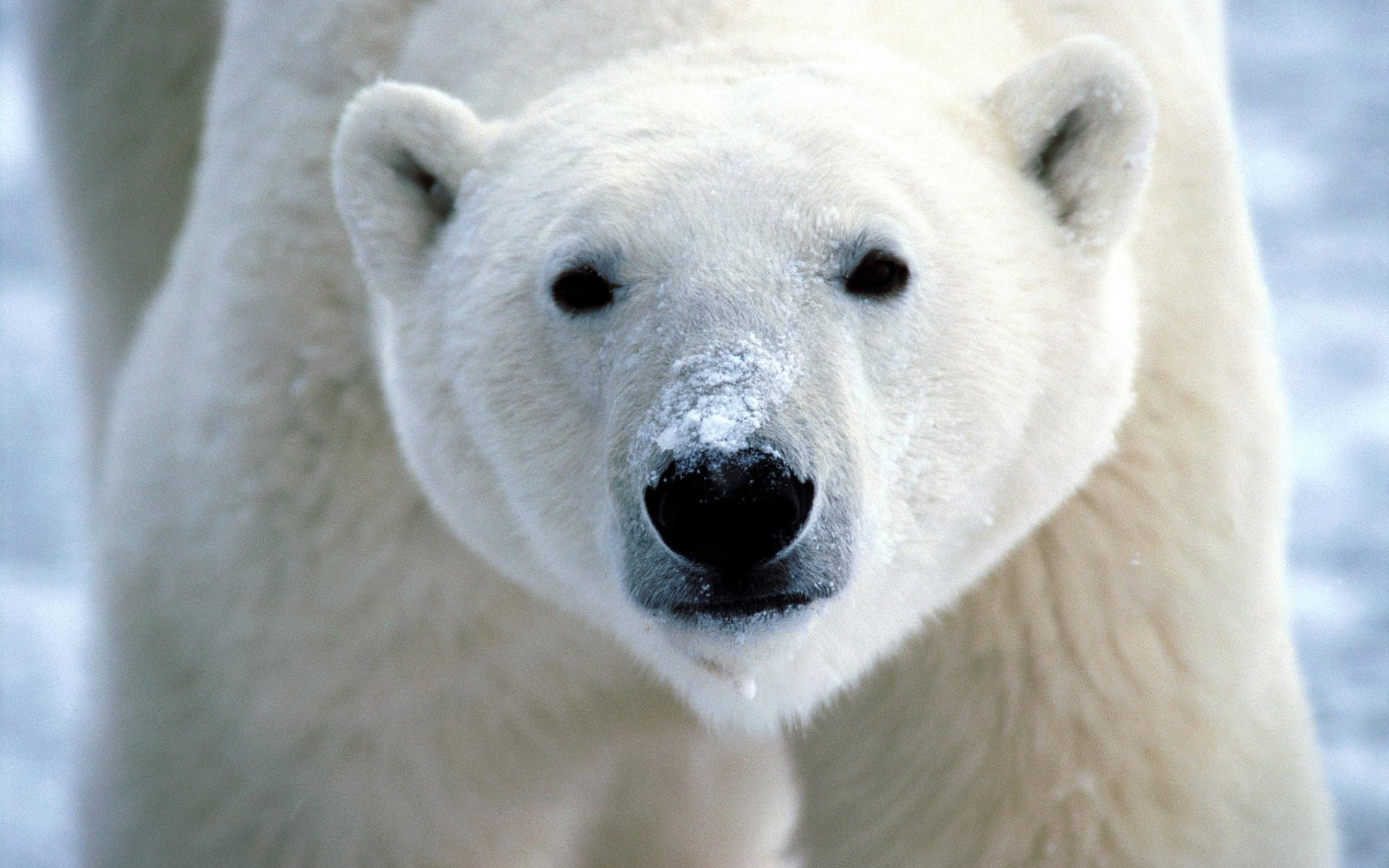 1080P, close, Polar, Bear, HD Wallpaper
