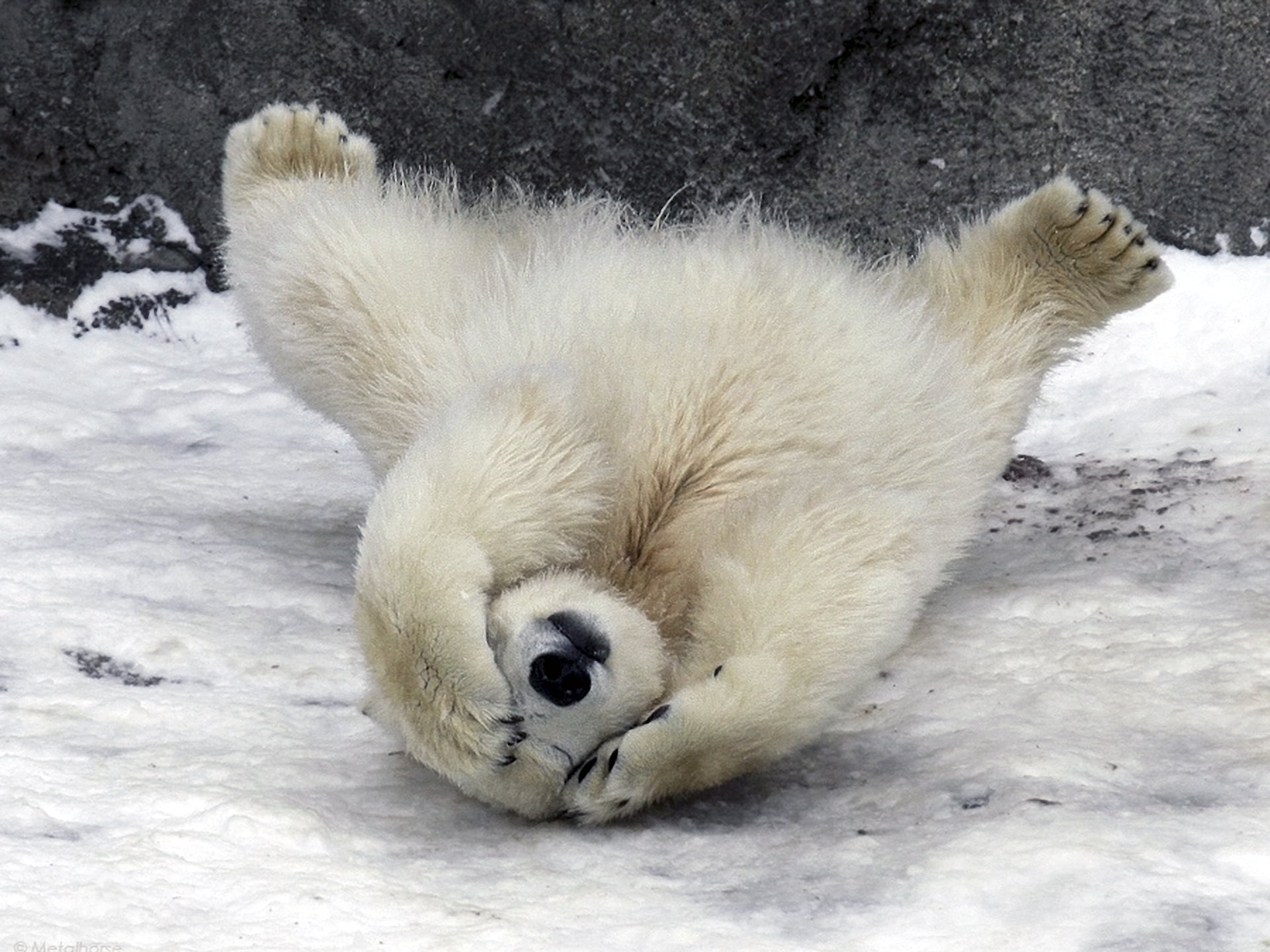 vertebrate, pets, close-up, domestic, nature, cold - Temperature, polar, down, ice, wildlife, animal themes, polar Bear, one animal, fur, white color, arctic, HD Wallpaper