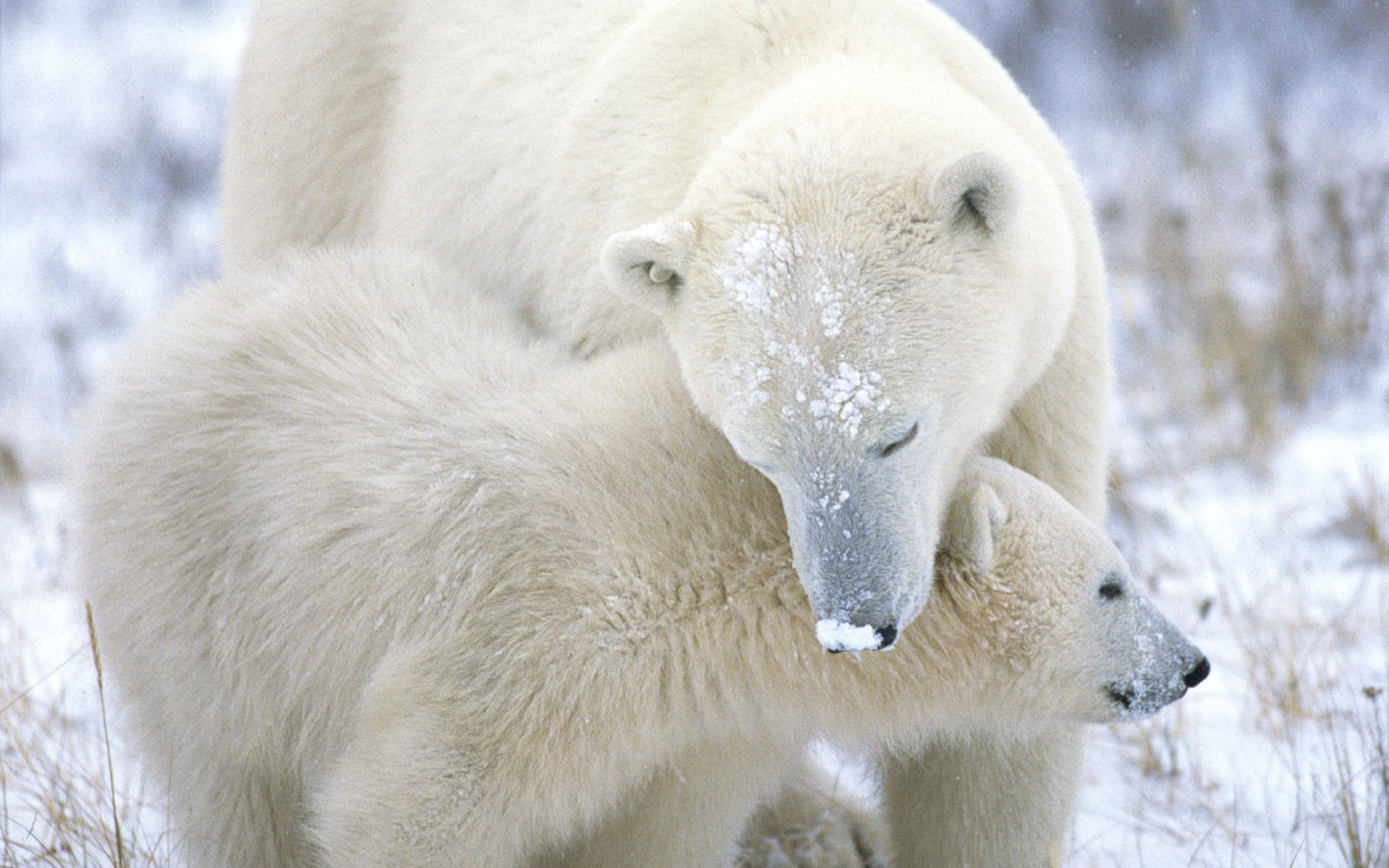 white color, close-up, no people, 1080P, animals In The Wild, bear, vertebrate, arctic, animal wildlife, cub, wildlife, polar, animal themes, outdoors, HD Wallpaper