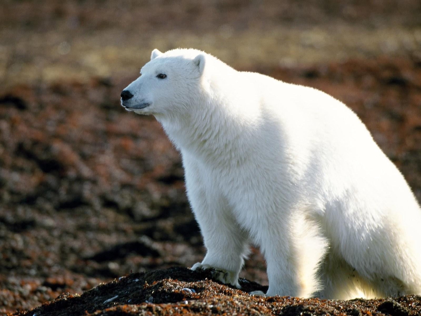 arctic, wool, animal wildlife, cute, animal, domestic, looking, looking away, day, bear, pets, large, side view, polar, 720P, outdoors, white, vertebrate, HD Wallpaper