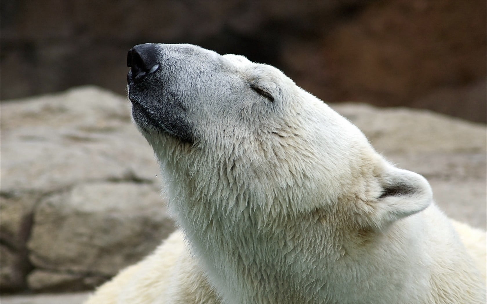 polar bear, animal, one animal, vertebrate, rock - object, mammal, solid, profile view, animal head, rock, no people, 720P, nature, pose, polar, day, animal body part, HD Wallpaper
