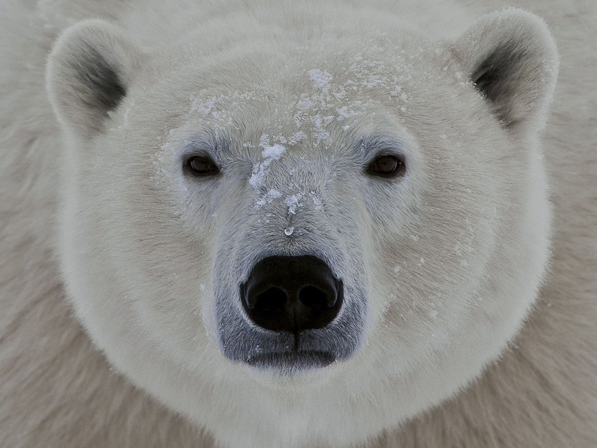 snout, animal themes, winter, animal head, mammal, animal eye, day, looking at camera, Eyes, 1080P, close-up, body part, animal nose, animals in the wild, HD Wallpaper