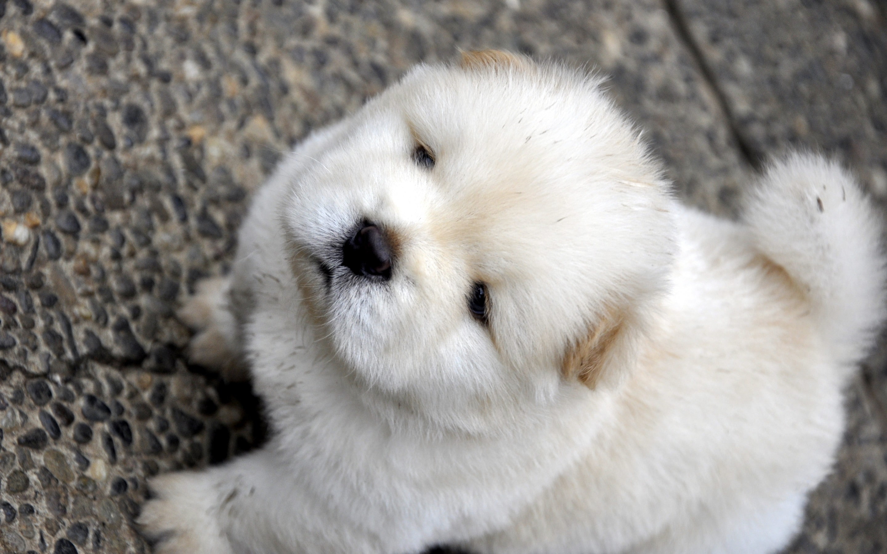 white color, animal wildlife, one animal, mammal, animal themes, animals in the wild, vertebrate, cute, animal head, polar bear, white, relaxation, dog, HD Wallpaper