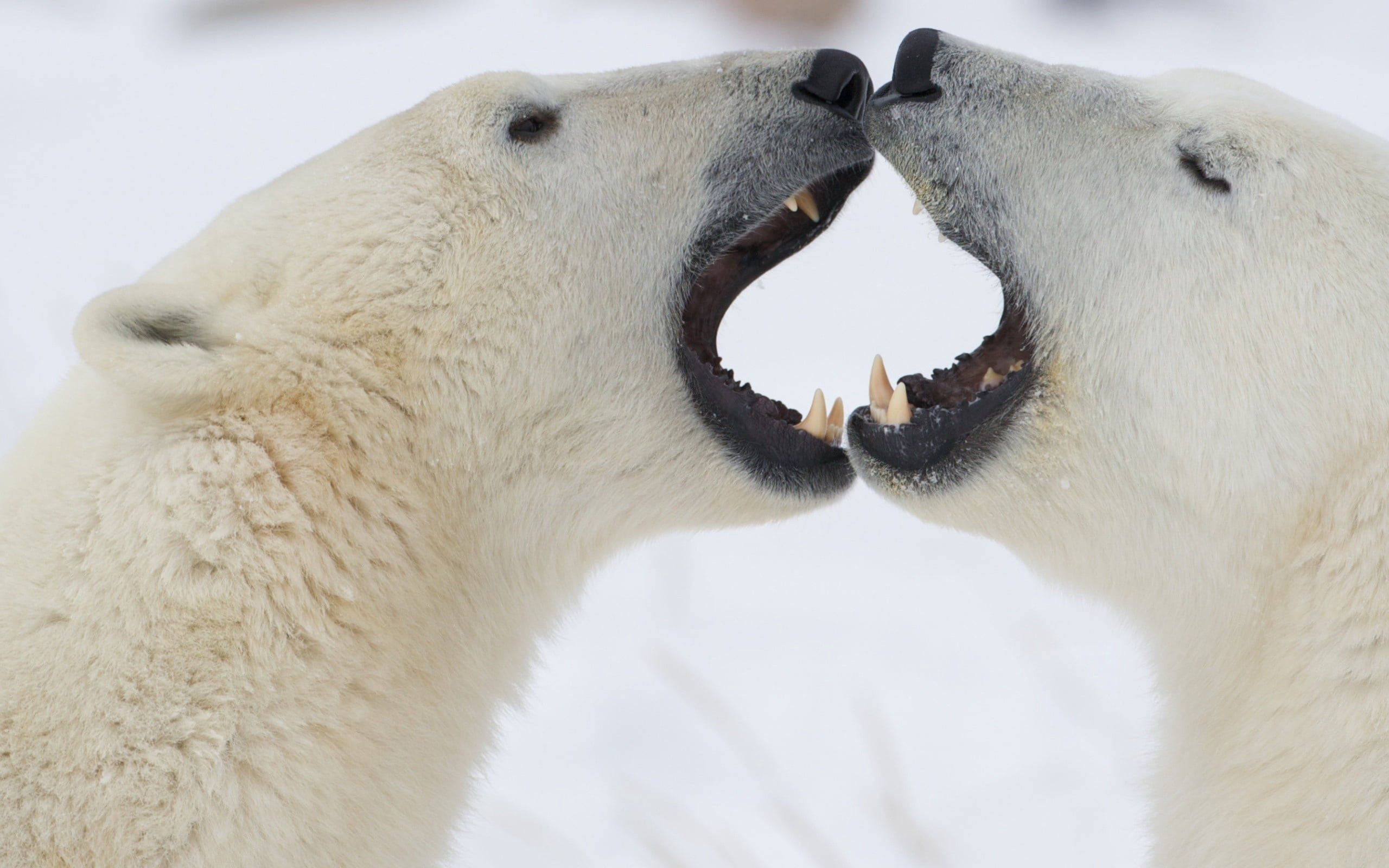 white color, outdoors, focus on foreground, winter, endangered Species, polar, arctic, carnivore, bears, cute, snow, cold - Temperature, mouth, couple, HD Wallpaper