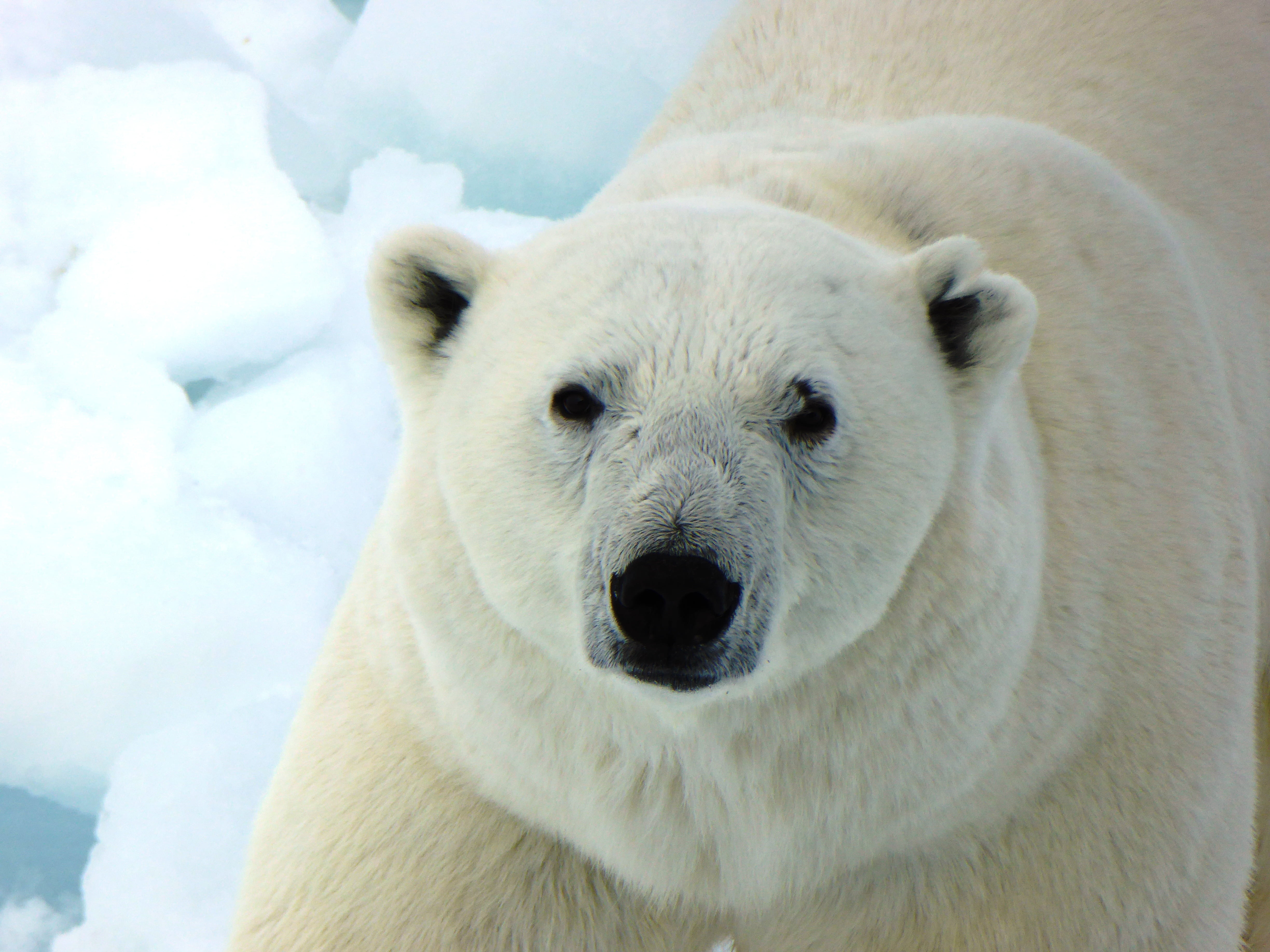 animal body part, 4K, vertebrate, no People, white bear, carnivore, polar Bear, animal head, outdoors, endangered Species, looking at camera, one Animal, HD Wallpaper