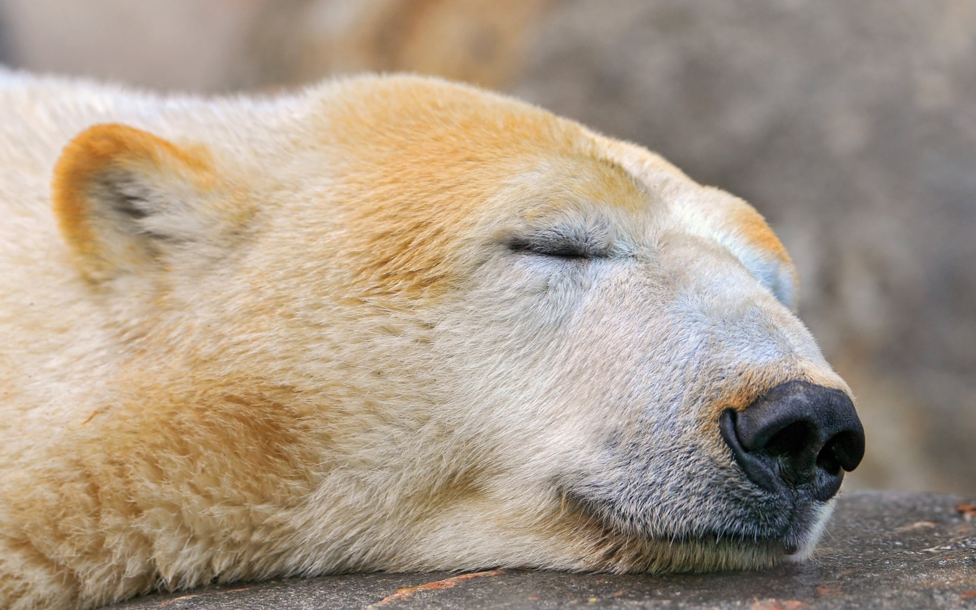 day, vertebrate, sleeping, wildlife, polar Bear, animal wildlife, brown, animal body part, focus on foreground, mammal, no people, snout, animal themes, HD Wallpaper