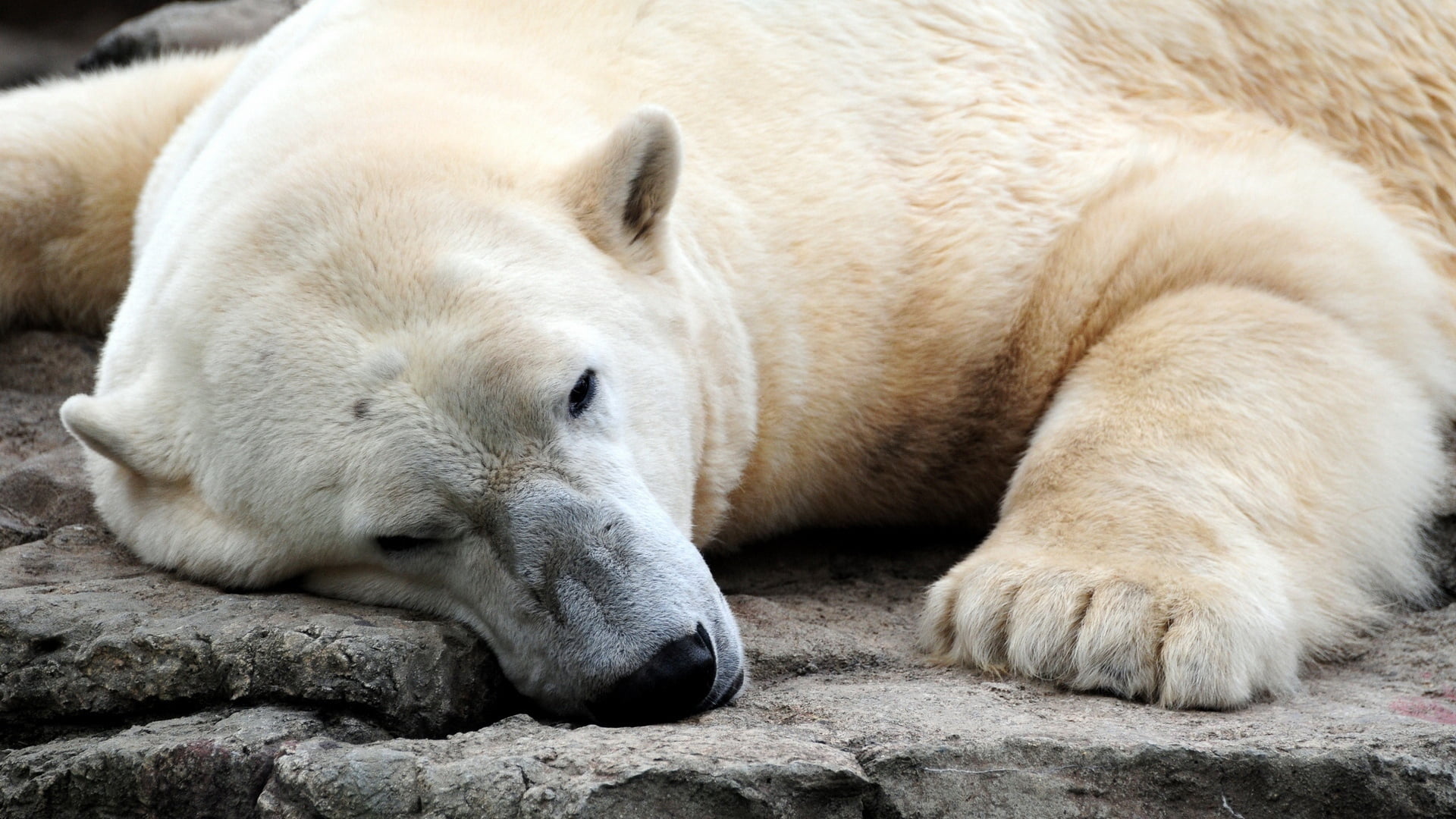 animal, carnivore, thick, polar, animal body part, animal wildlife, wildlife, fur, nature, dog, rock - object, animal themes, arctic, resting, paw, lying down, HD Wallpaper