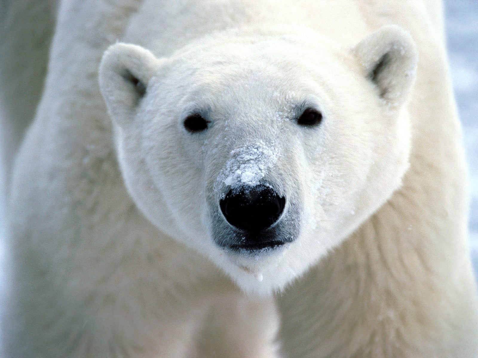 vertebrate, bear, outdoors, animal, white color, one Animal, looking at camera, cold temperature, fur, white, mammal, animal head, no People, polar, eyes, HD Wallpaper