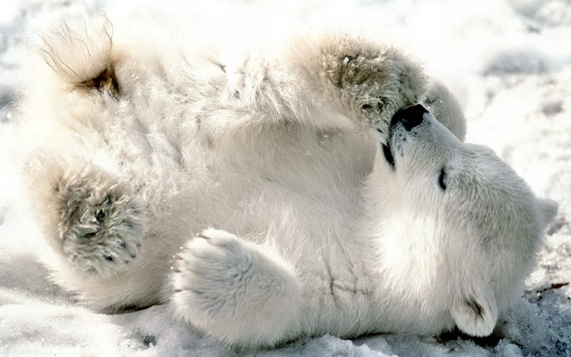 one animal, arctic, animal wildlife, close-up, young animal, snow, vertebrate, backgrounds, animal themes, white color, lying, day, fur, playful, no People, HD Wallpaper