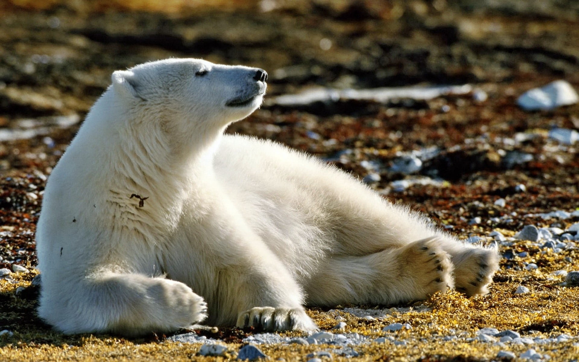 white color, animal themes, vertebrate, sea, bear, field, endangered Species, walk, relaxation, wilderness Area, no People, animal, day, wildlife, carnivore, HD Wallpaper
