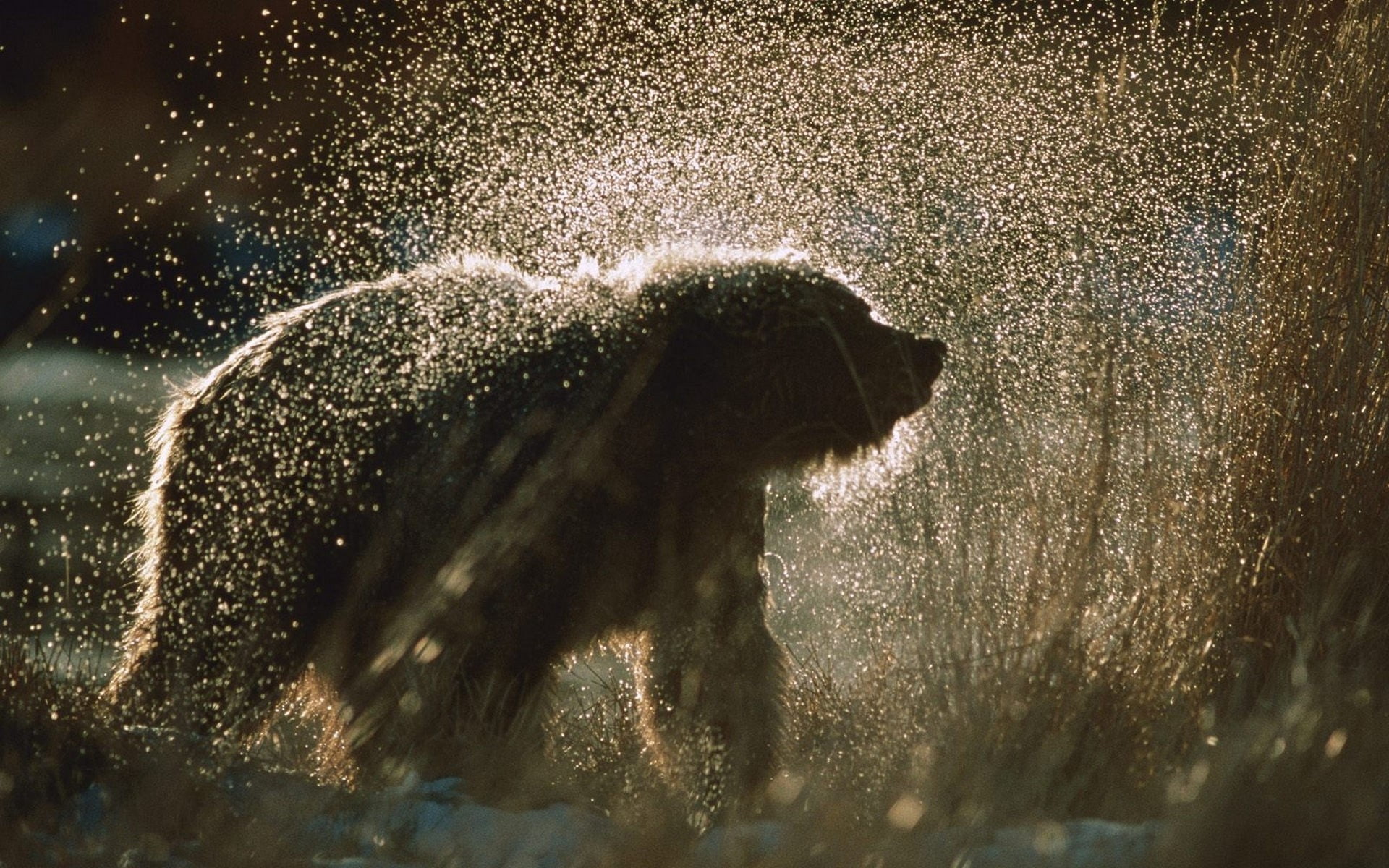 mammal, vertebrate, 1080P, shaking, wildlife, nature, polar bear, one animal, water, outdoors, spray, spraying, no people, day, side view, fur, animal, HD Wallpaper