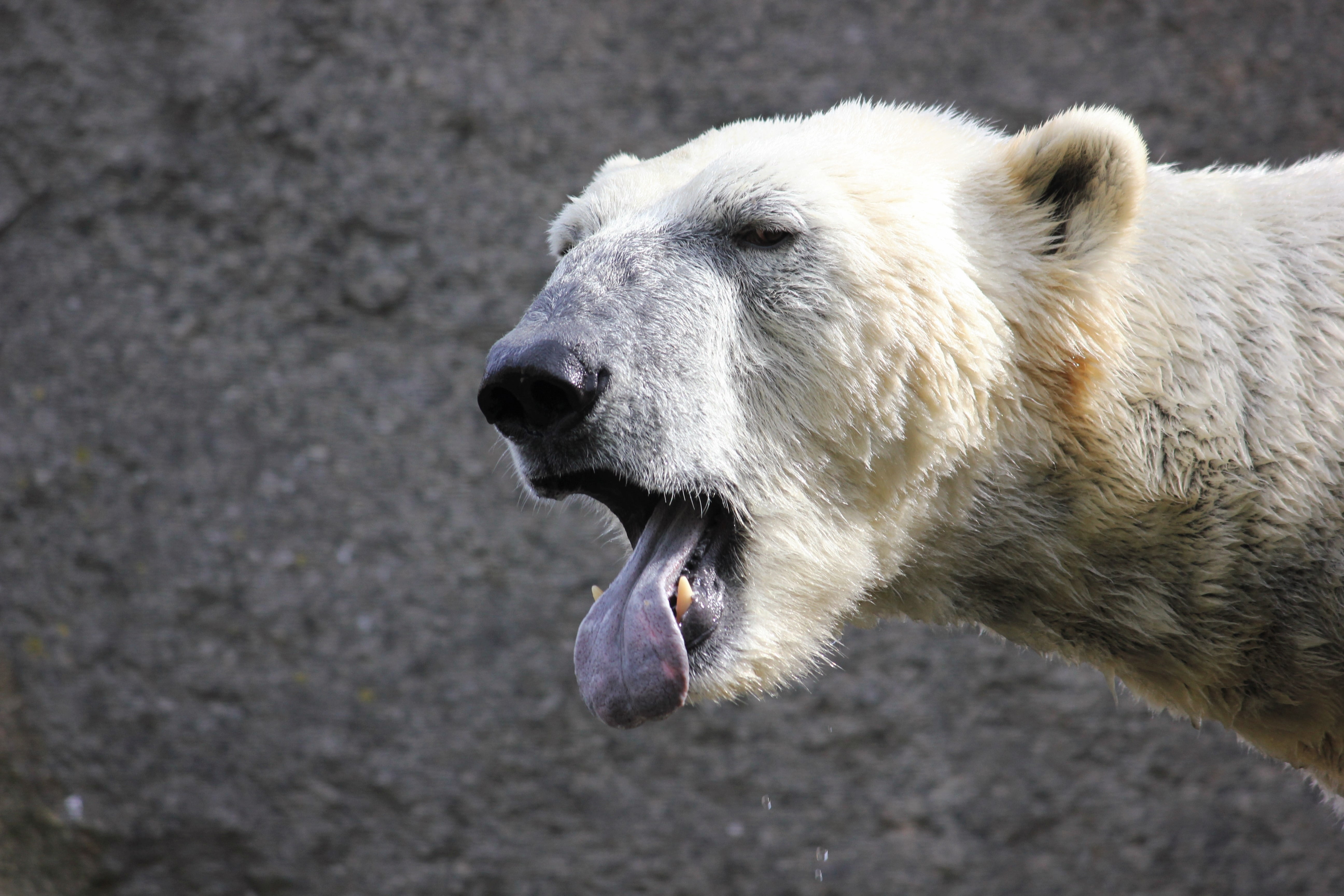 vertebrate, mouth open, animal head, nature, mammal, polar bear, no people, 5K, white bear, one animal, day, outdoors, bear, animal mouth, hair, zoo, snout, HD Wallpaper