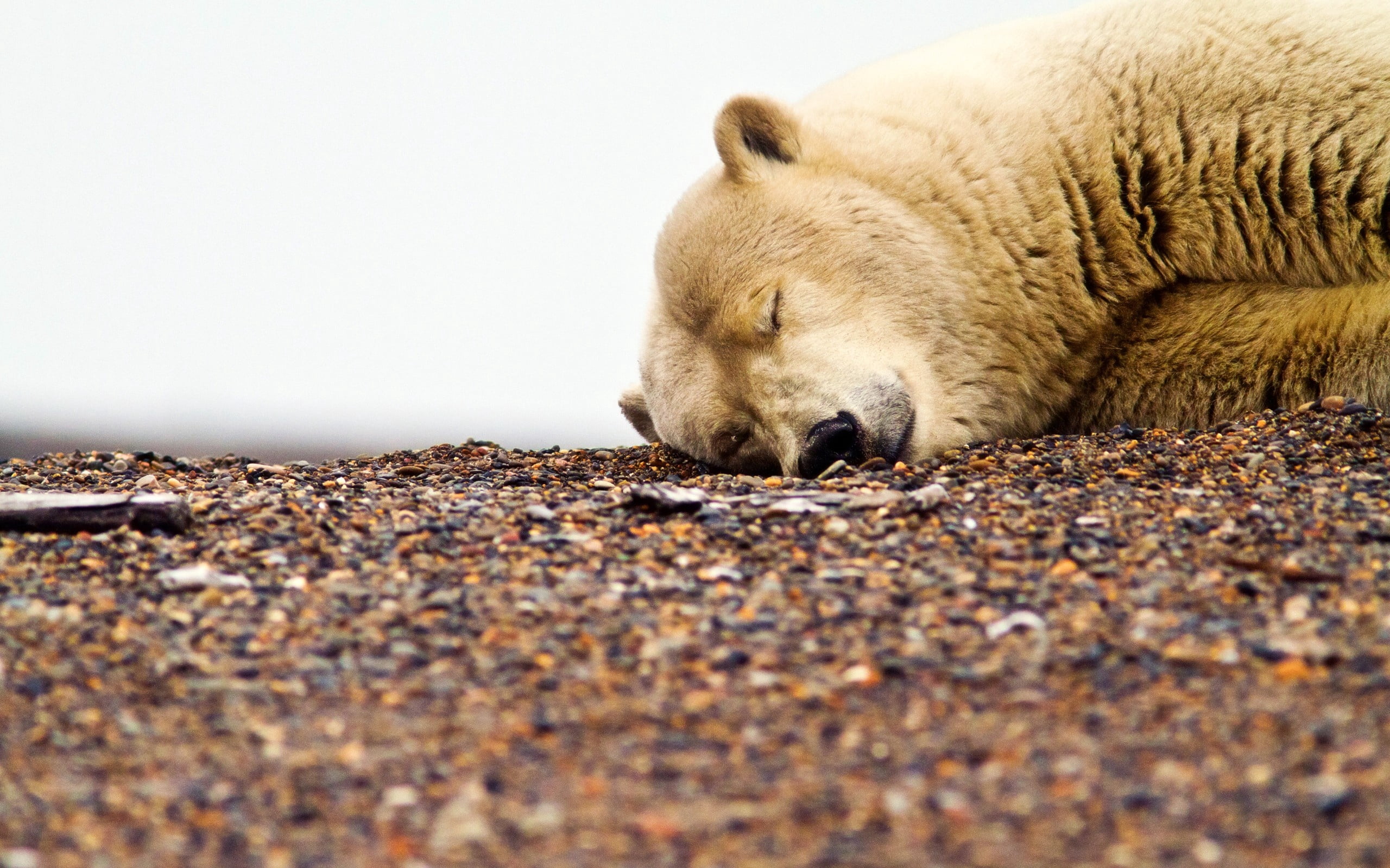 napping, day, relaxation, rocks, white, animal body part, eyes closed, cute, nature, lying down, grizzly, selective focus, brown, wildlife, sleeping, no People, HD Wallpaper