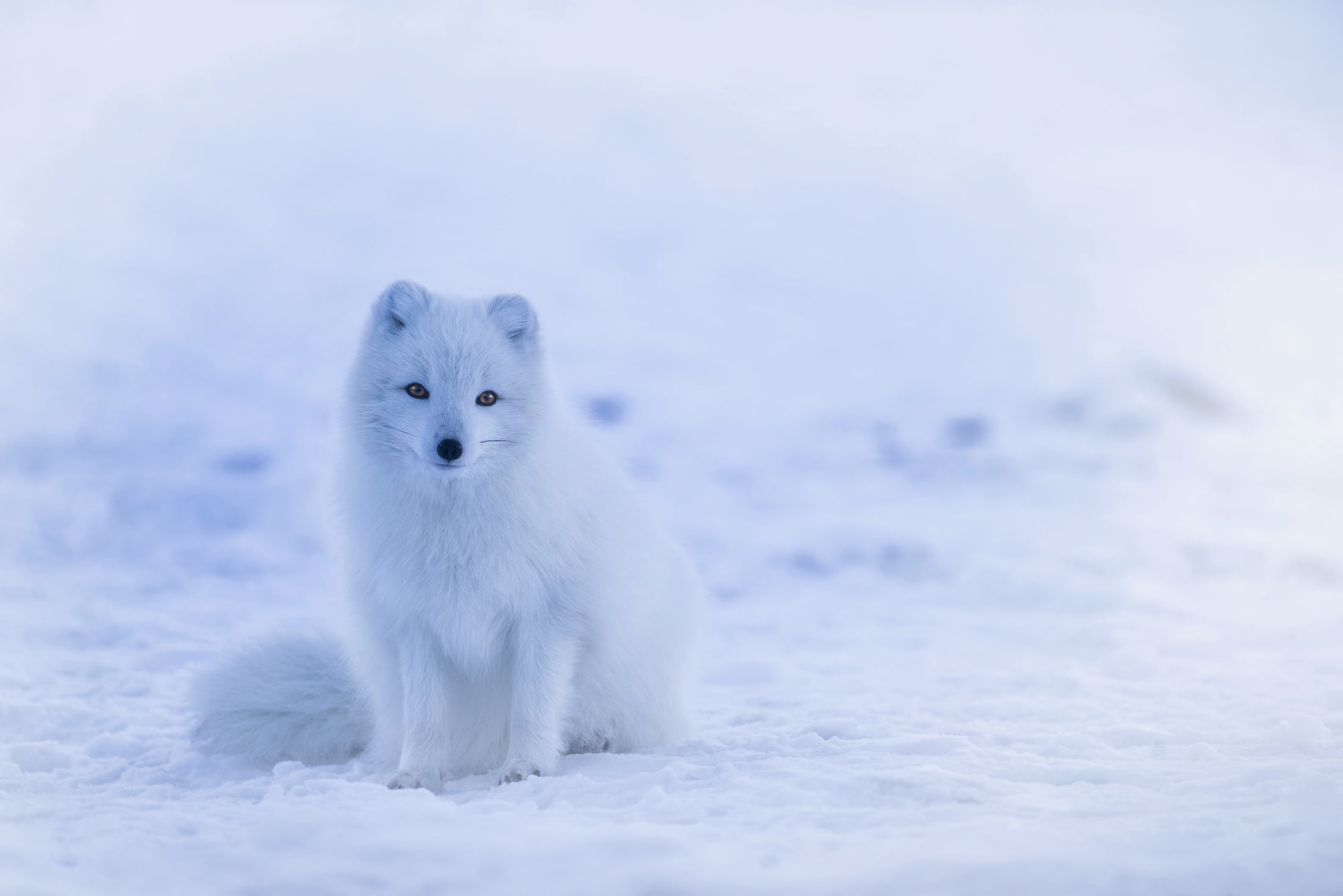 fluffy, ice, 1080P, polar bear, vertebrate, polar fox, blue, arctic, animal themes, cold temperature, white color, young Animal, snow, winter, animal wildlife, HD Wallpaper