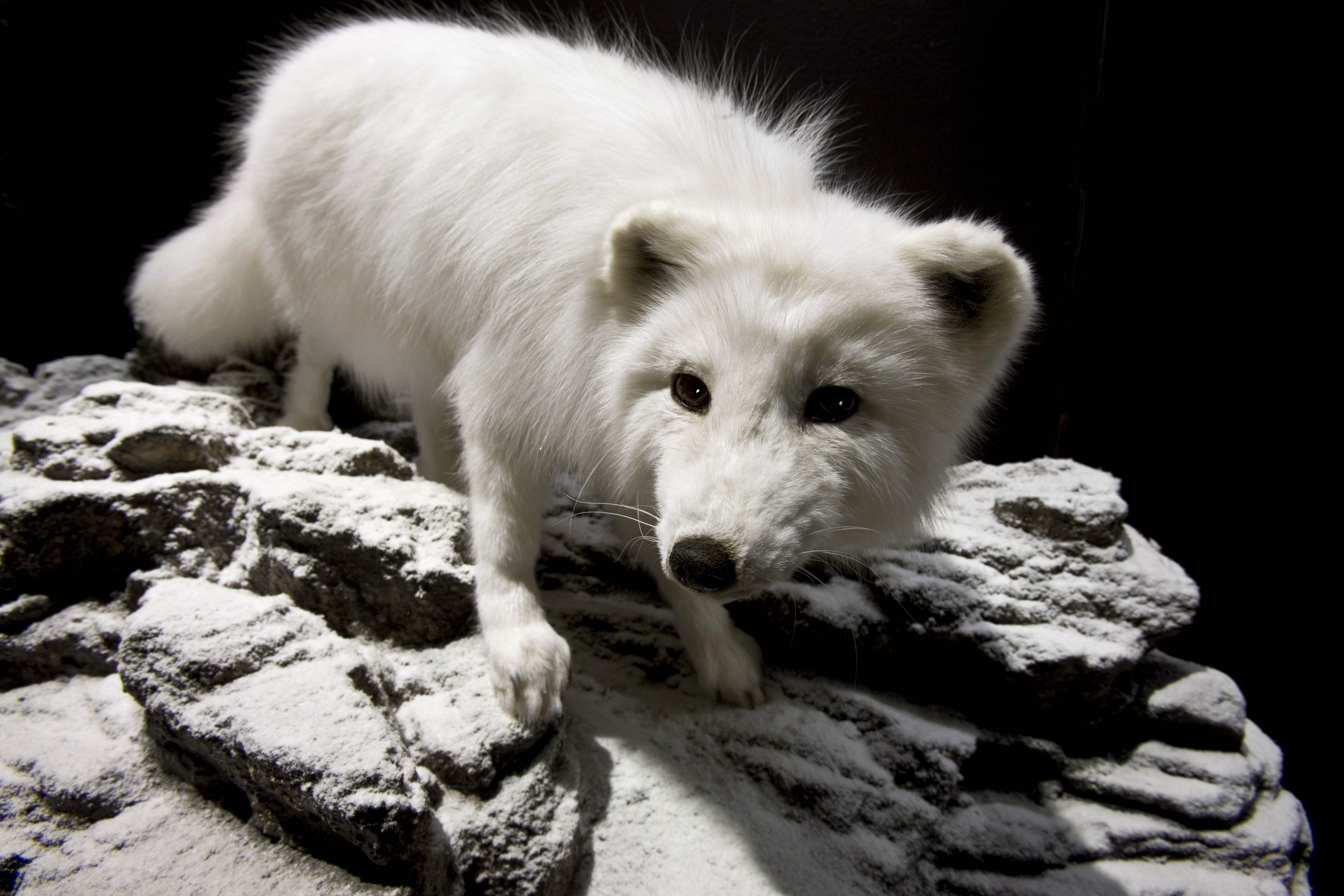 nature, outdoors, domestic animals, solid, animal themes, eyes, vertebrate, young Animal, wild Animals, polar fox, snow, 5K, pets, dog, white color, day, HD Wallpaper