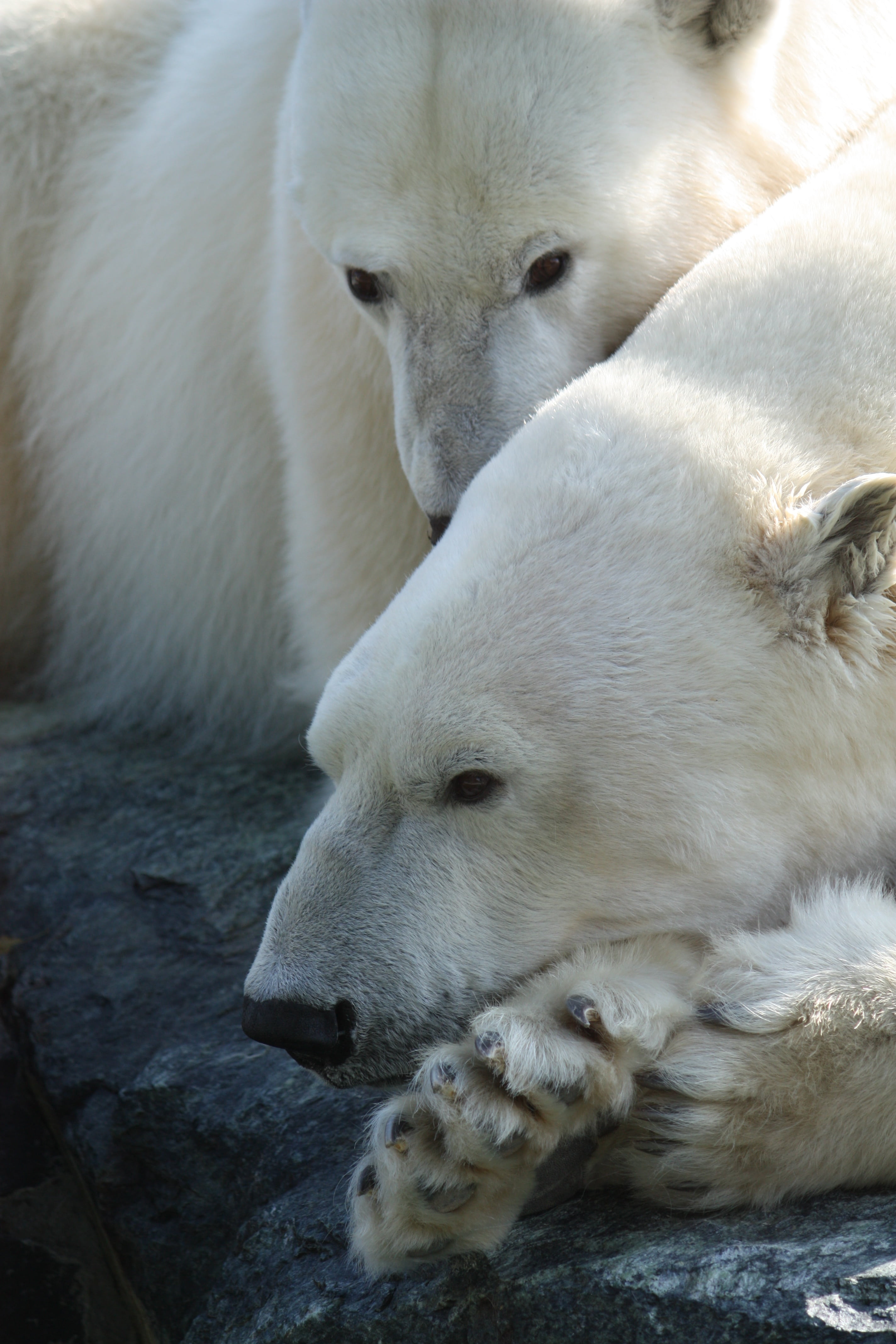 cold temperature, pets, nature, group of animals, bear, white color, outdoors, animal, animal wildlife, togetherness, relaxation, animals in the wild, animal themes, Phone HD Wallpaper