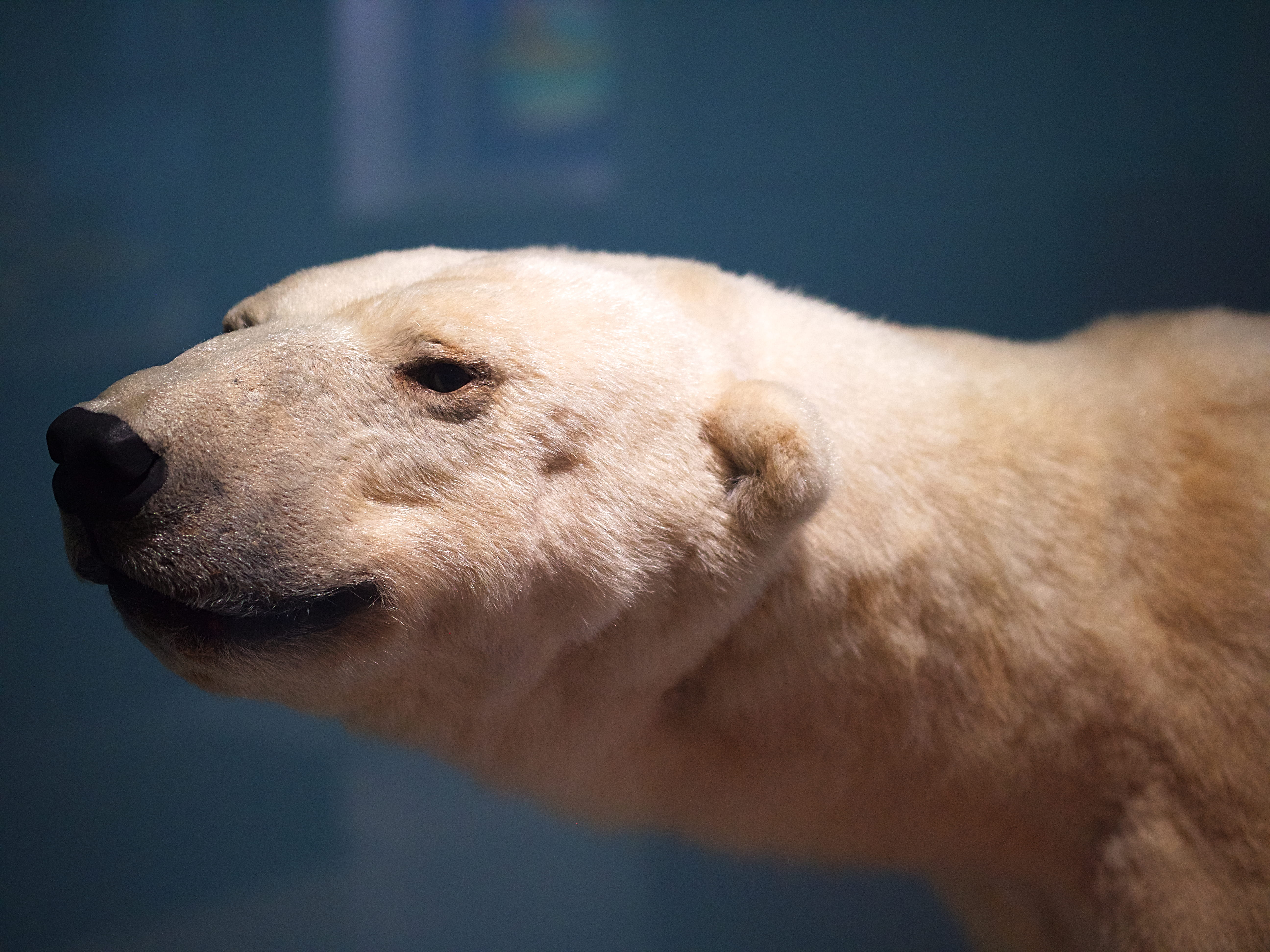 animal body part, mammal, profile view, portrait, polar bear, white, animal head, close-up, animals in captivity, polar, focus on foreground, no people, HD Wallpaper