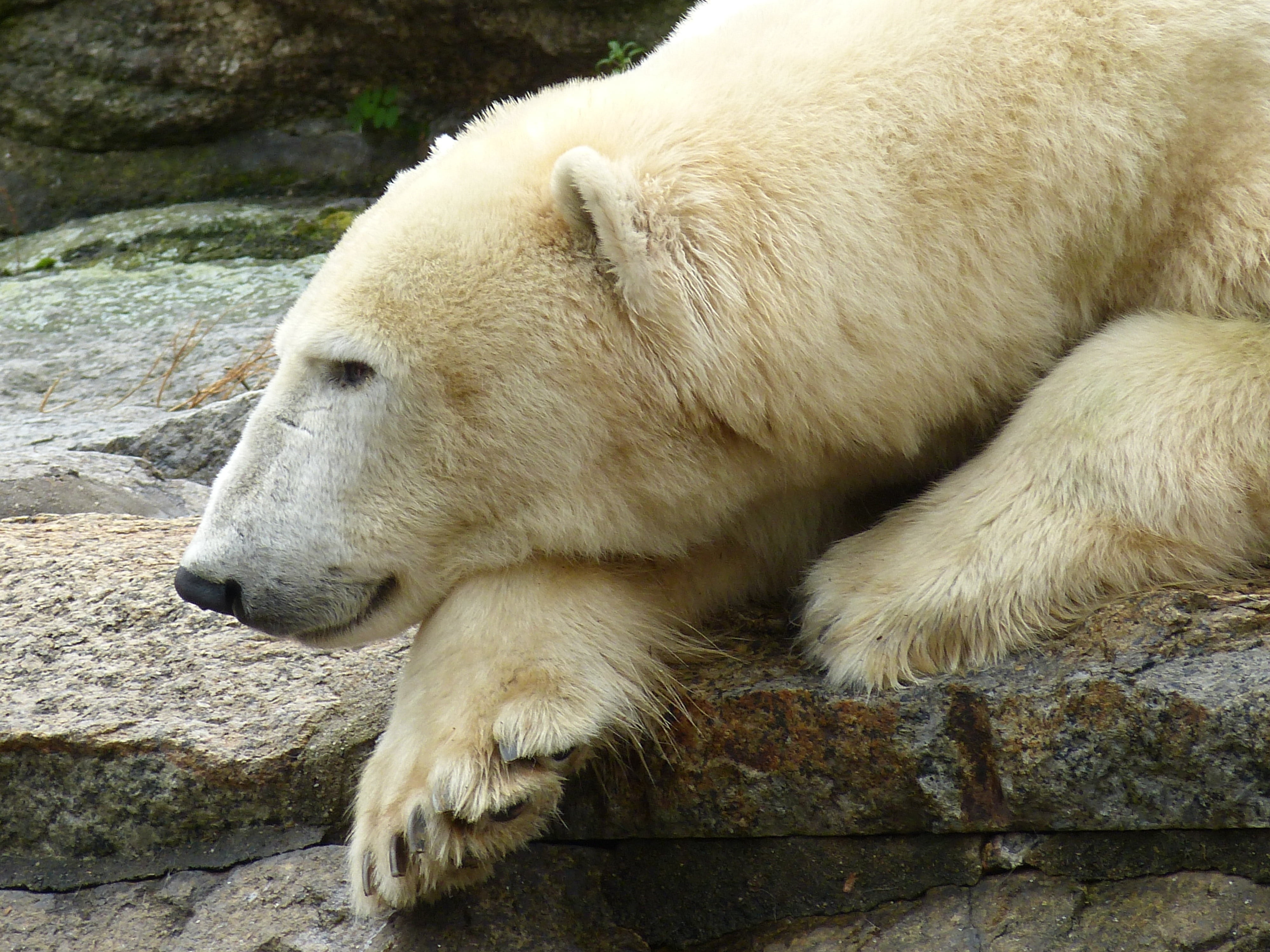 animals in captivity, outdoors, day, fur, bear, rock - object, arctic, predator kind, polar bear, 4K, wild animal, vertebrate, concerns, animal wildlife, HD Wallpaper