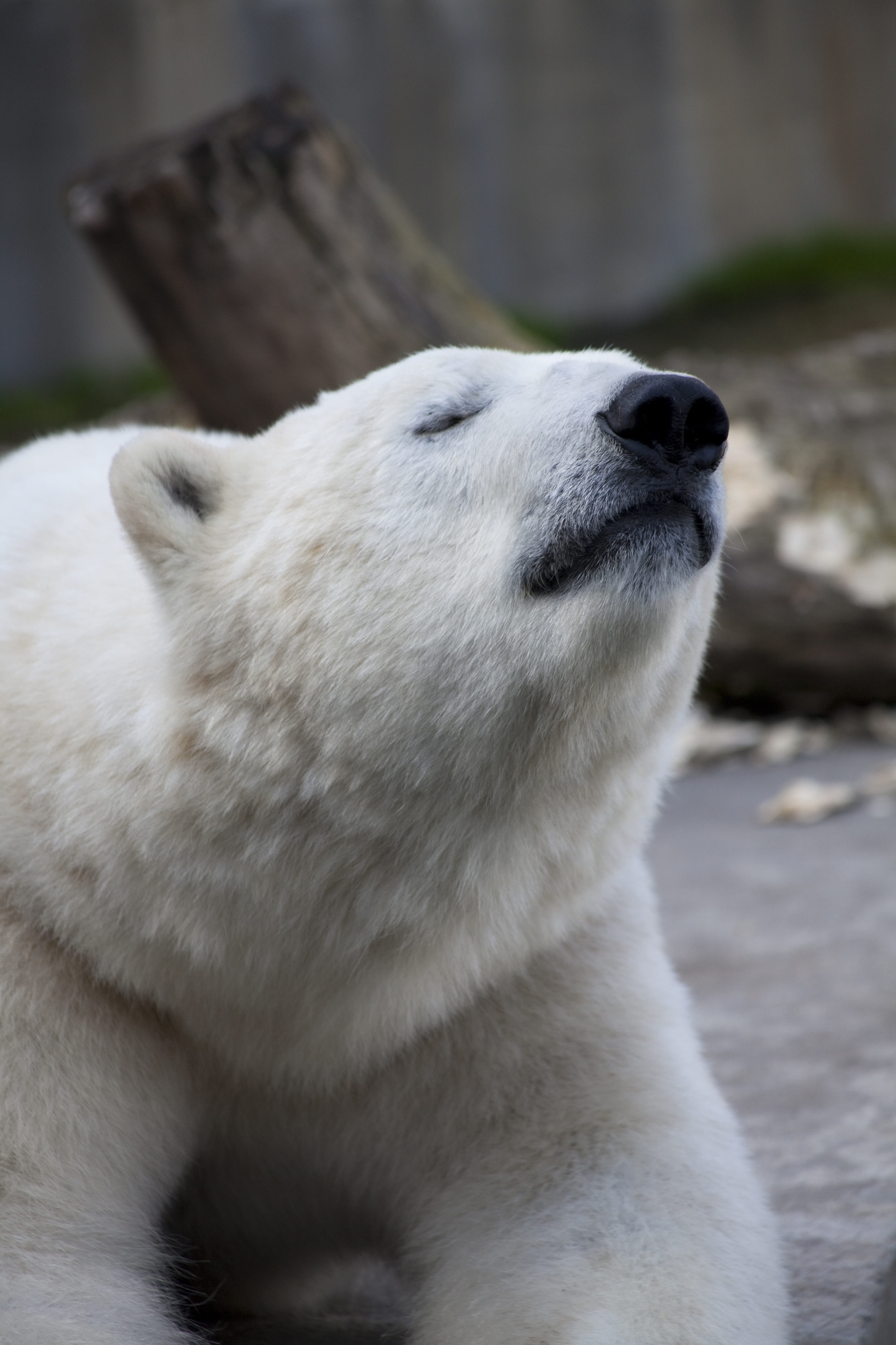 eyes closed, vertebrate, one animal, zoo, mammal, close-up, relaxation, animal head, no people, day, outdoors, bear, the bear, animal themes, nature, teddy bear, Phone HD Wallpaper