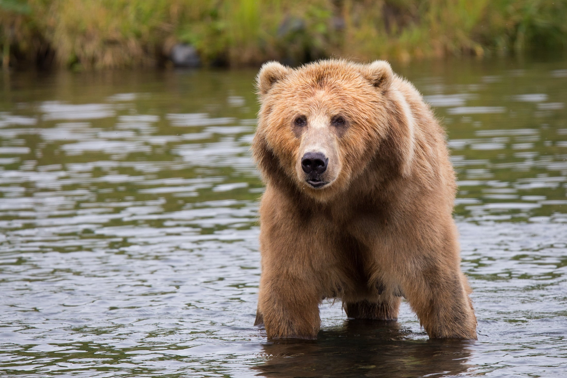 grizzly, animals in the wild, looking up, 1080P, no people, outdoors, mouth open, vertebrate, wild, fur, wildlife, looking at camera, animal, brown Bear, HD Wallpaper