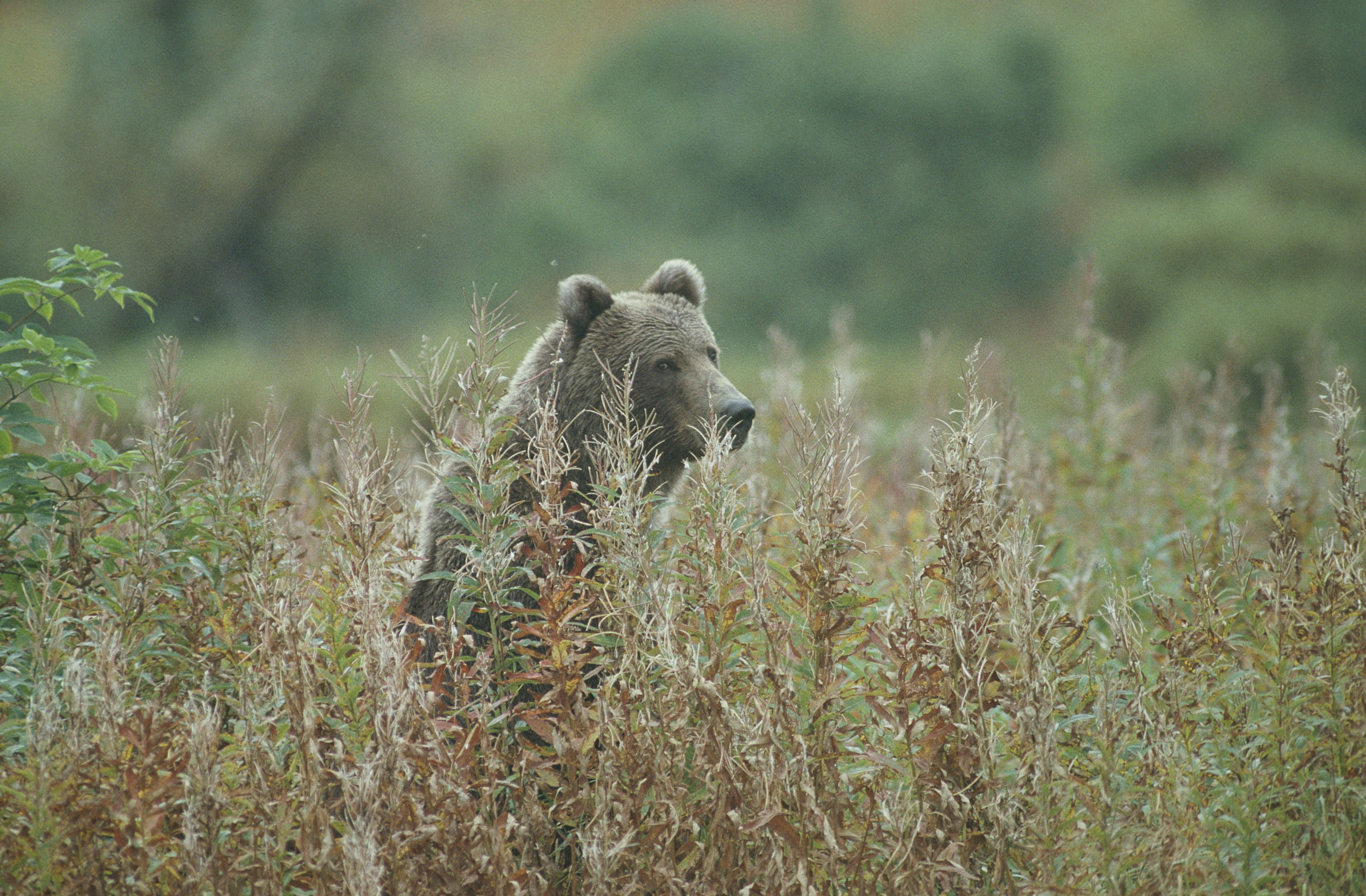 vertebrate, animal themes, day, animals in the wild, outdoors, brown, bear, plant, standing, wildlife, 4K, survival, grass, nature, animal wildlife, predator, HD Wallpaper