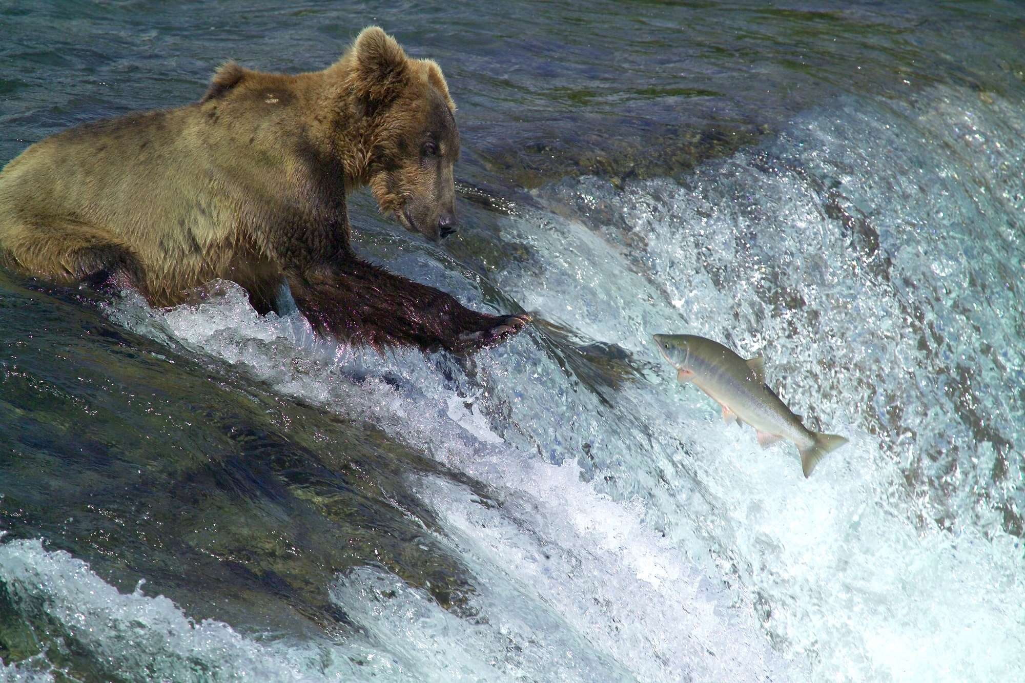 river, hunting, water, kodiak brown bear, fishing, alaska, no people, animals in the wild, mouth open, two animals, waterfall, animal wildlife, standing, HD Wallpaper