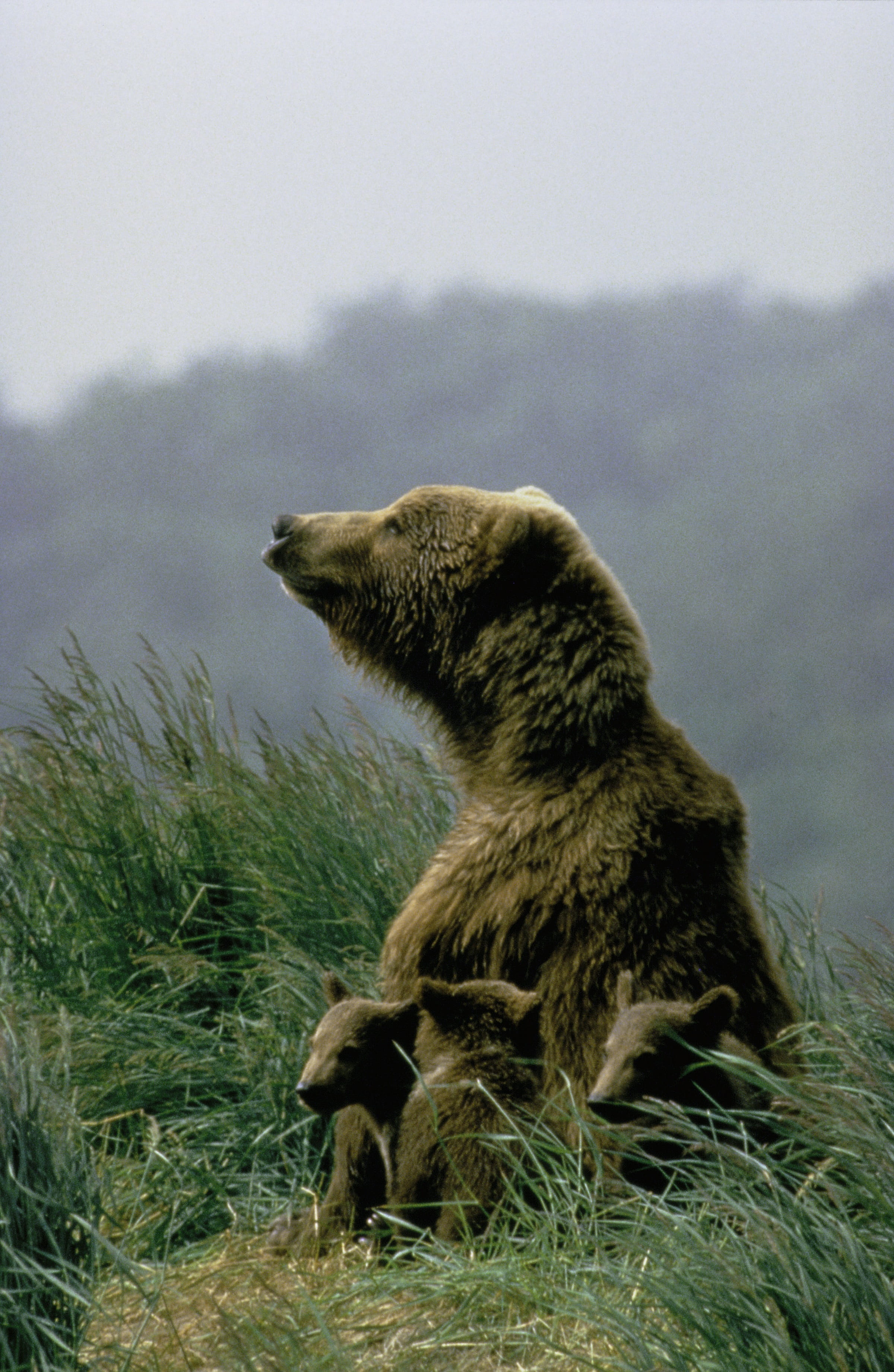 animal wildlife, mountain, animals hunting, one animal, animal themes, plant, brown, alaska, animal, nature, grizzly bear, side view, day, grass mountain, Phone HD Wallpaper