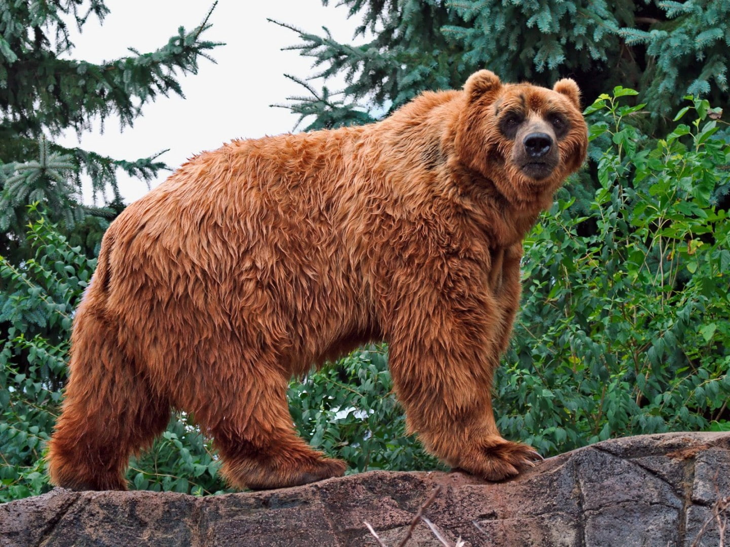 720P, Bears, Bear, Kodiak Bear, HD Wallpaper