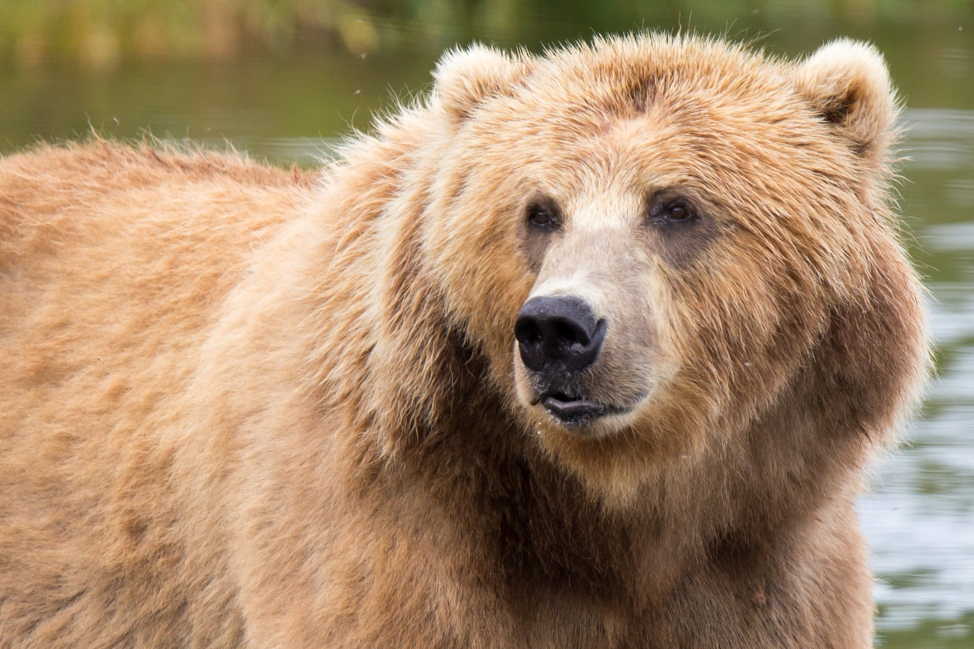 day, brown, vertebrate, usa, animal wildlife, animal, kodiak brown bear, 1080P, close-up, mouth open, outdoors, no people, one animal, looking at camera, HD Wallpaper
