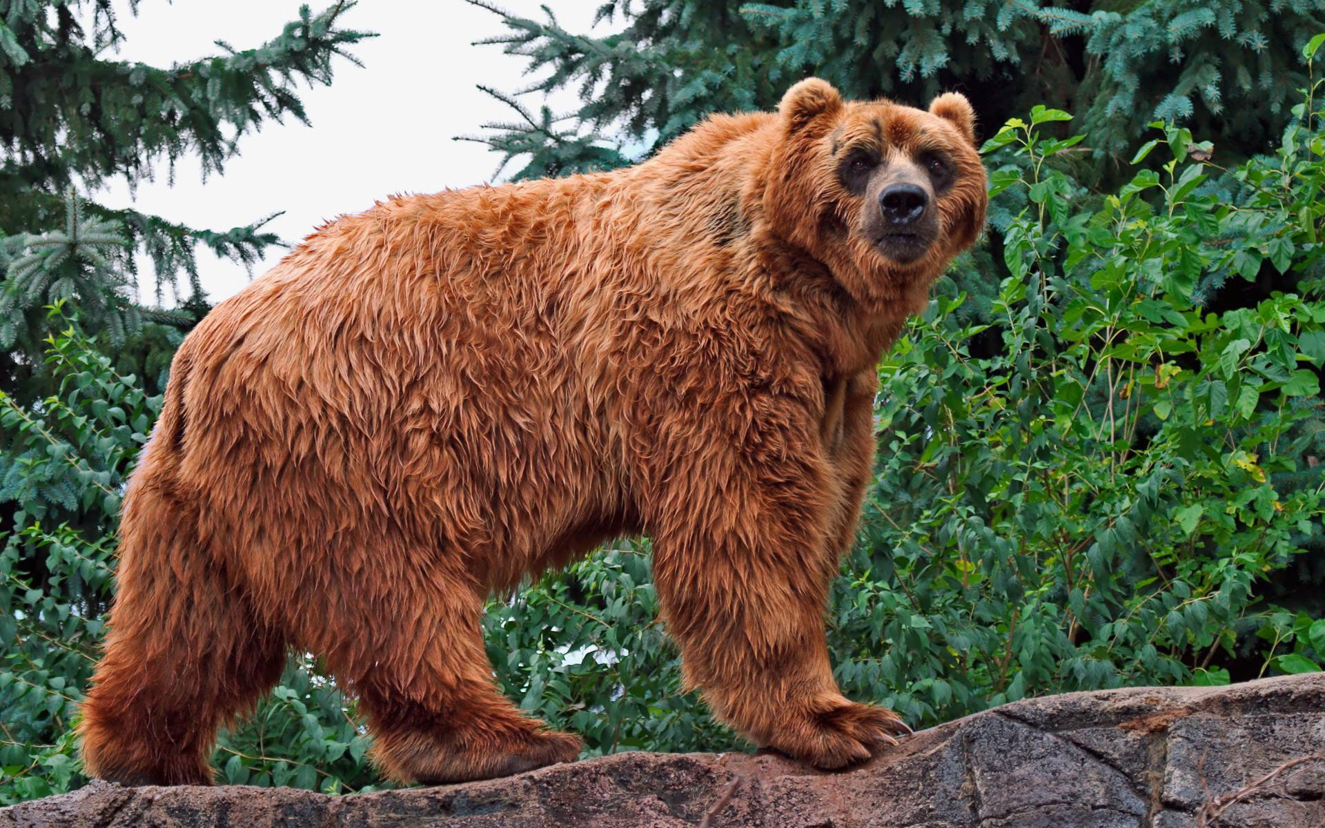 1080P, kodiak, bear, HD Wallpaper