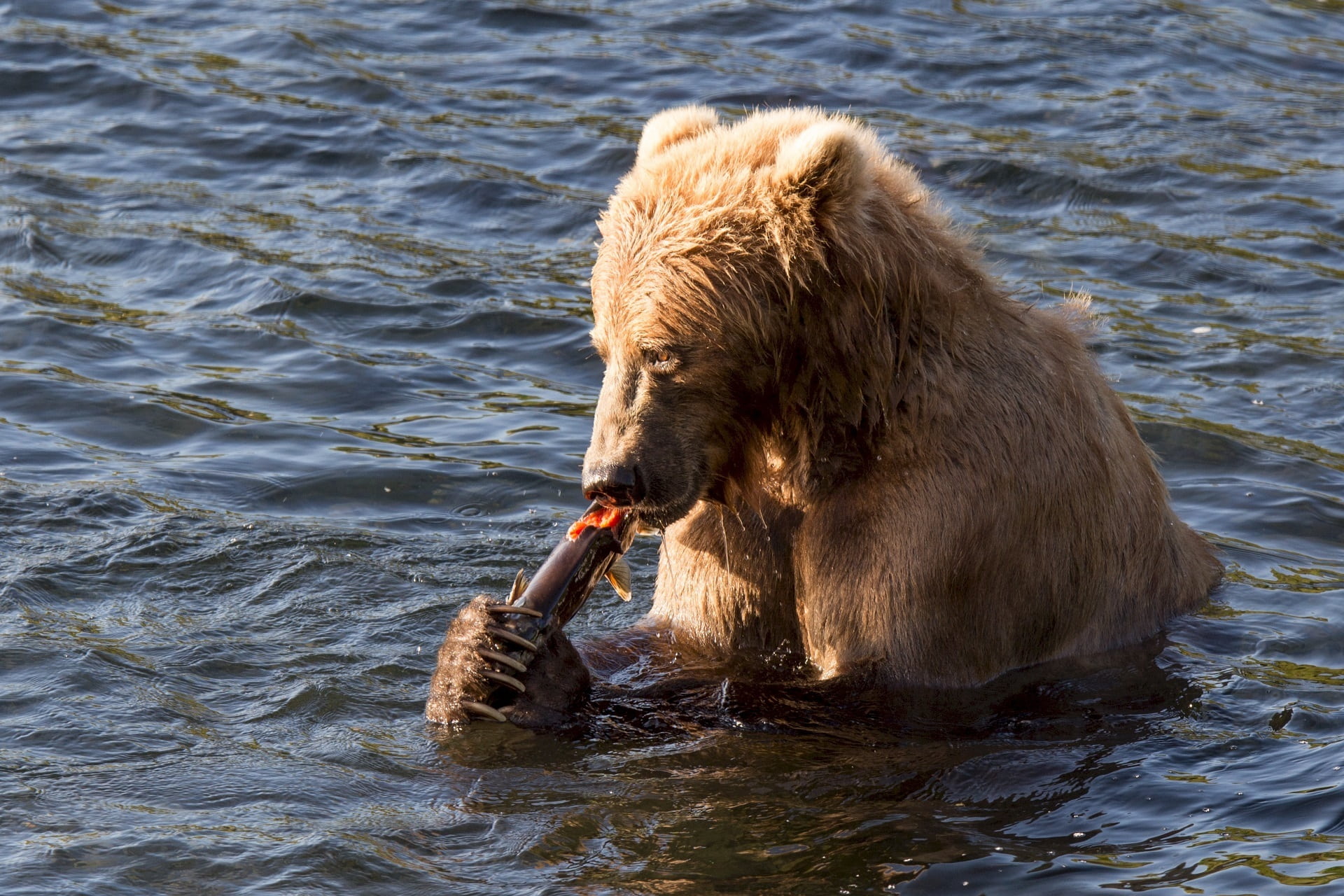 gray, animal, creek, fur, 1080P, animal wildlife, bear, wildlife, fish, animal themes, survival, one animal, vertebrate, outdoors, waterfront, hunting, HD Wallpaper
