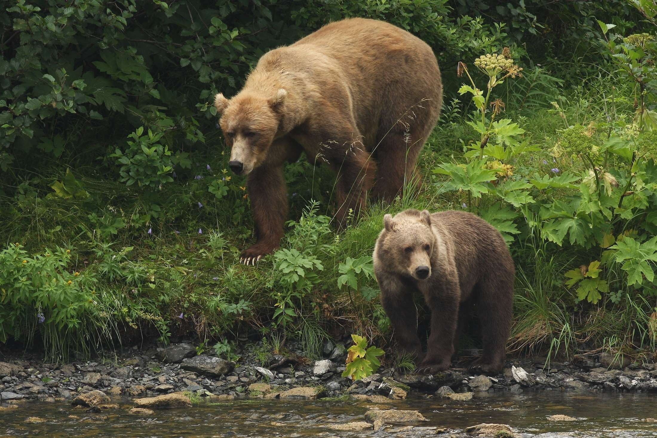 kodiak bears, 1080P, vertebrate, no people, portrait, fur, animal, wilderness, animal family, two animals, furry, animal themes, outdoors, looking, wild, HD Wallpaper