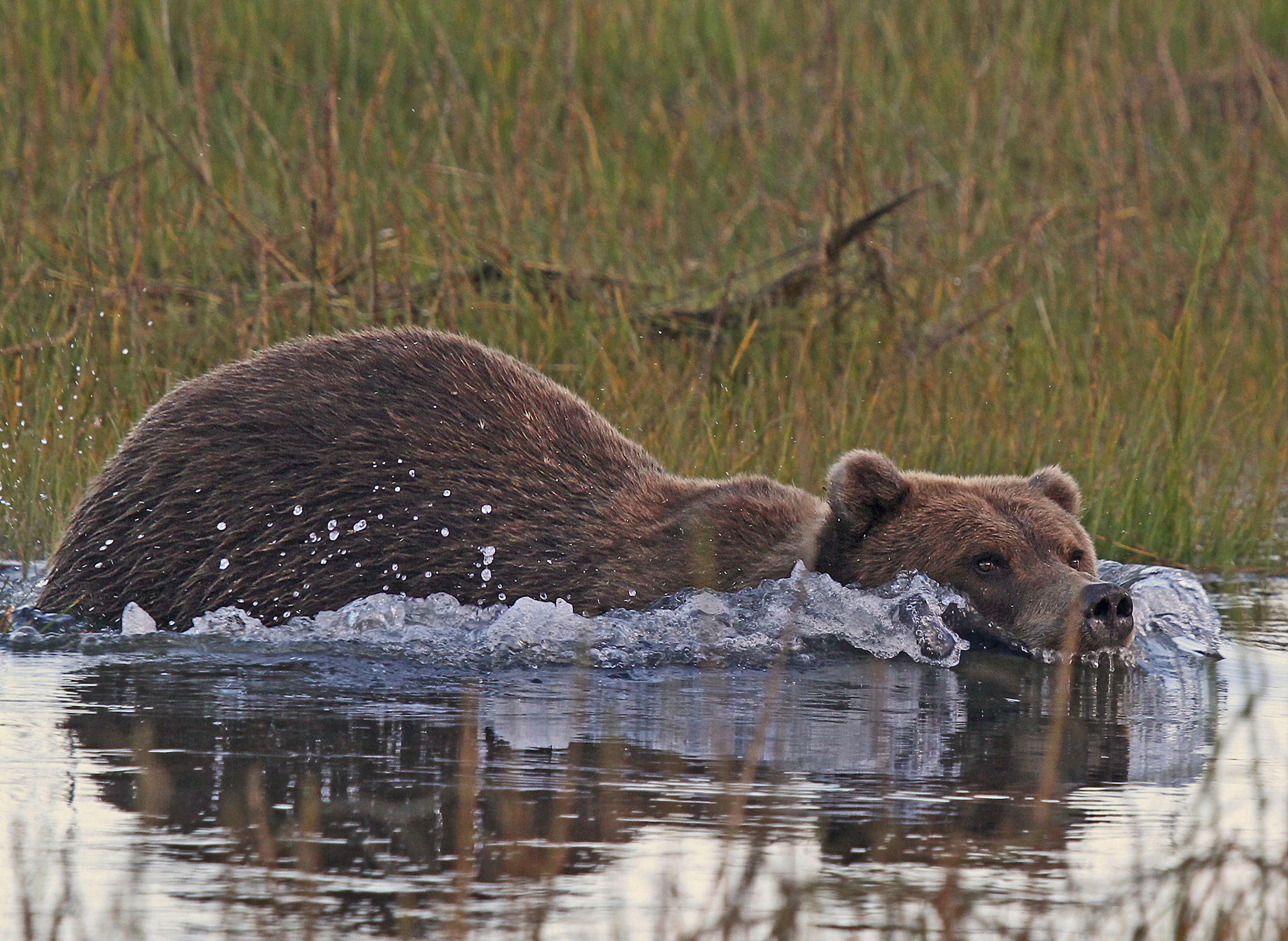 alaska, swim, water, kodiak, drops, bear, 1080P, HD Wallpaper