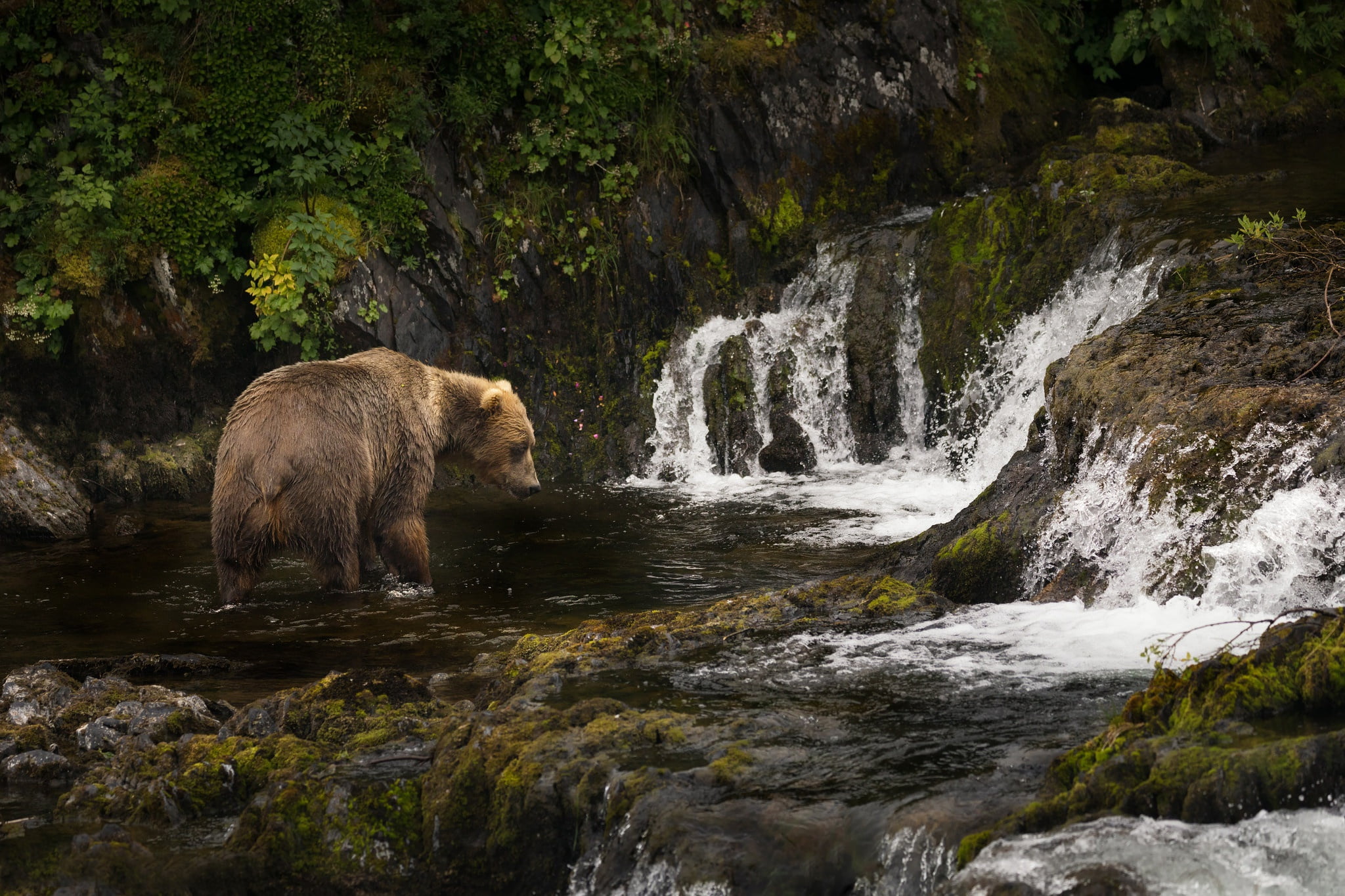 Brown bear, Kodiak, cascade, Alaska, 1080P, river, HD Wallpaper
