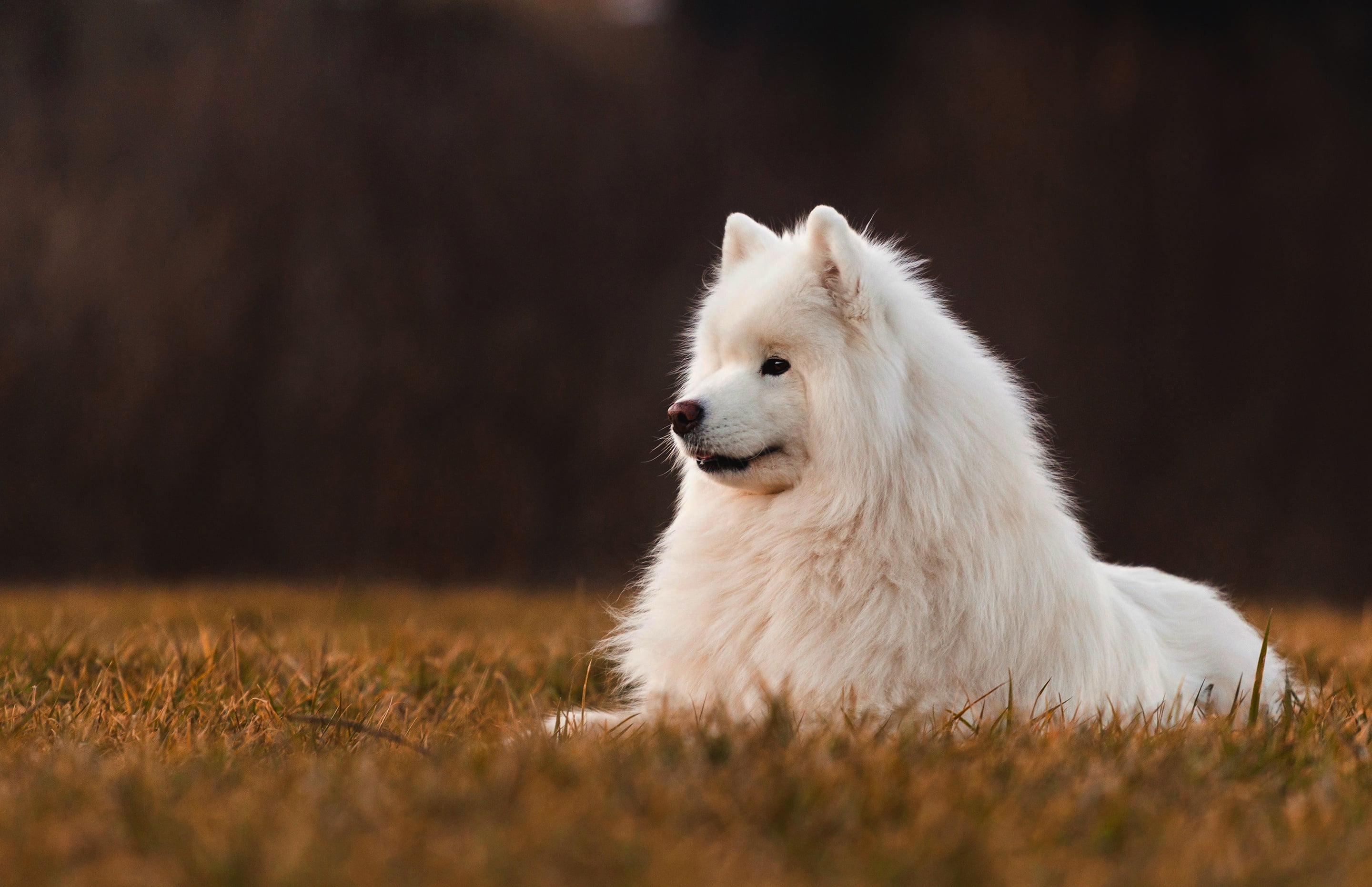 field, the dark background, dog, Samoyed, 2K, HD Wallpaper