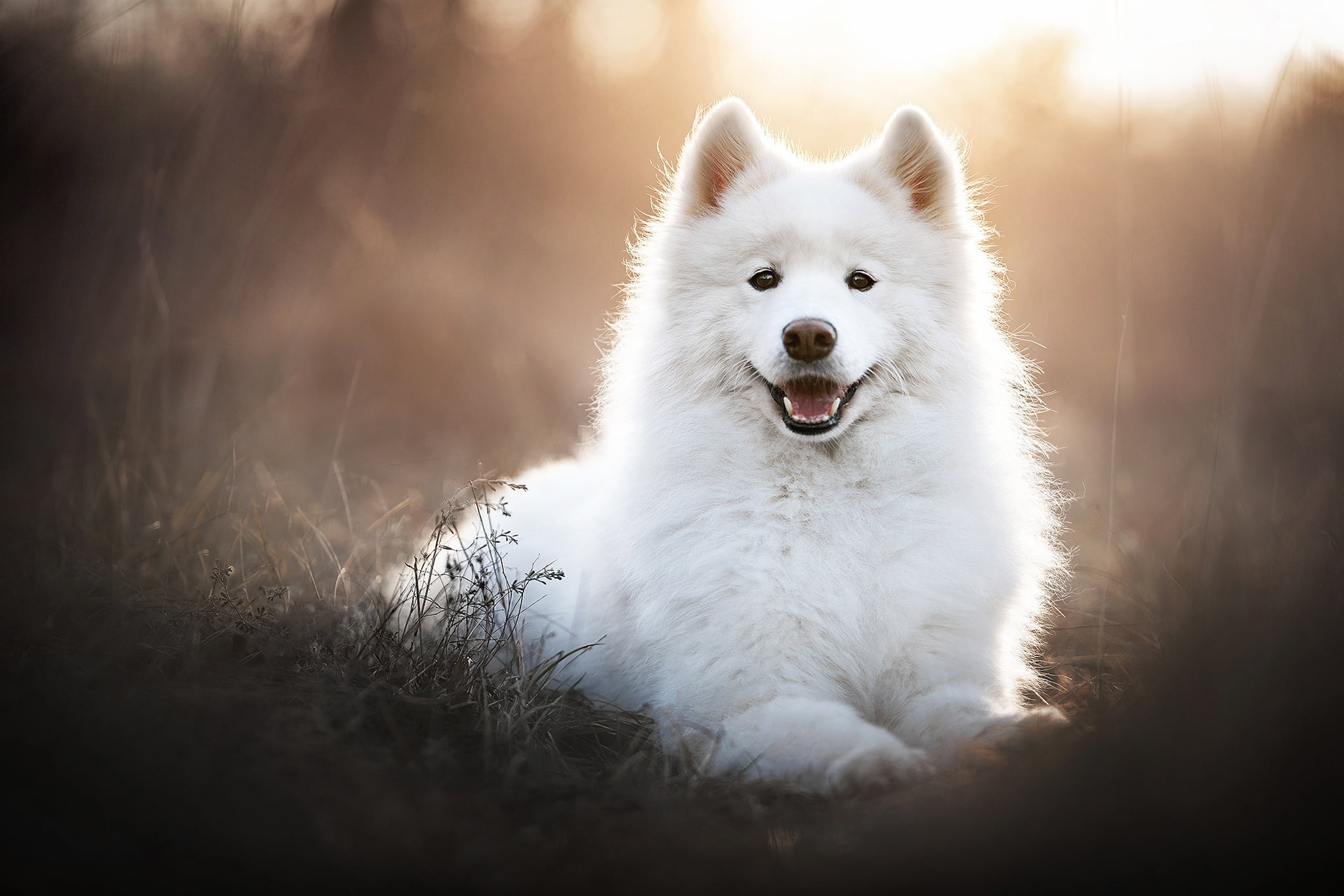 Pet, Samoyed, Dog, 1080P, Dogs, HD Wallpaper