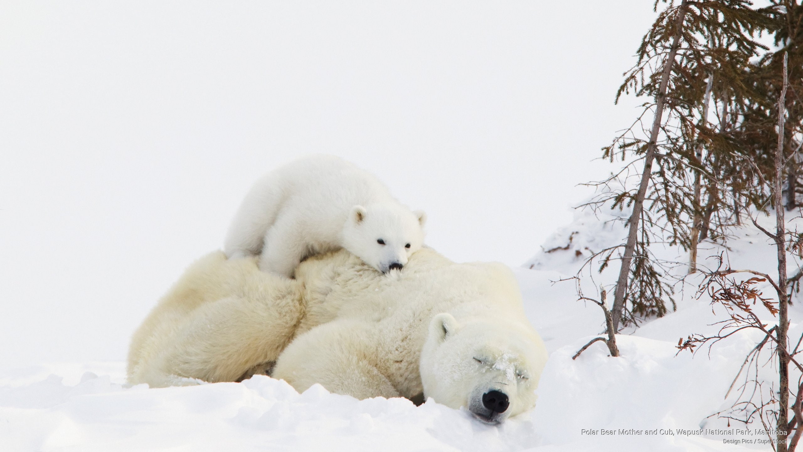 mother, national, manitoba, Animals, wapusk, bear, park, polar, 2K, cub, HD Wallpaper