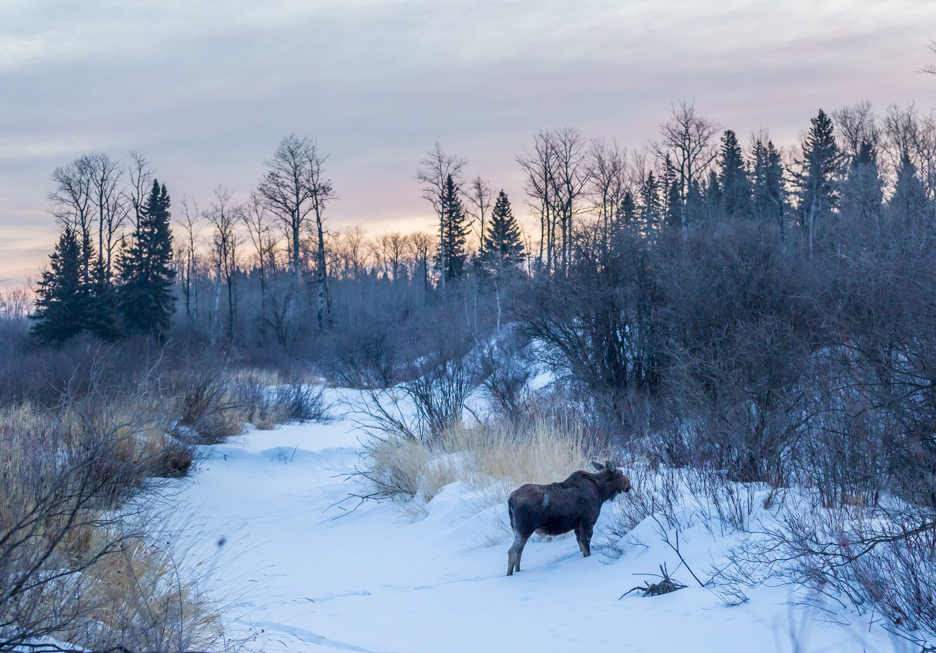 plant, animal, pets, land, domestic animals, moose, domestic, morning, sunrise, snow, covering, sky, field, animal themes, wilderness, manitoba, tree, vertebrate, HD Wallpaper
