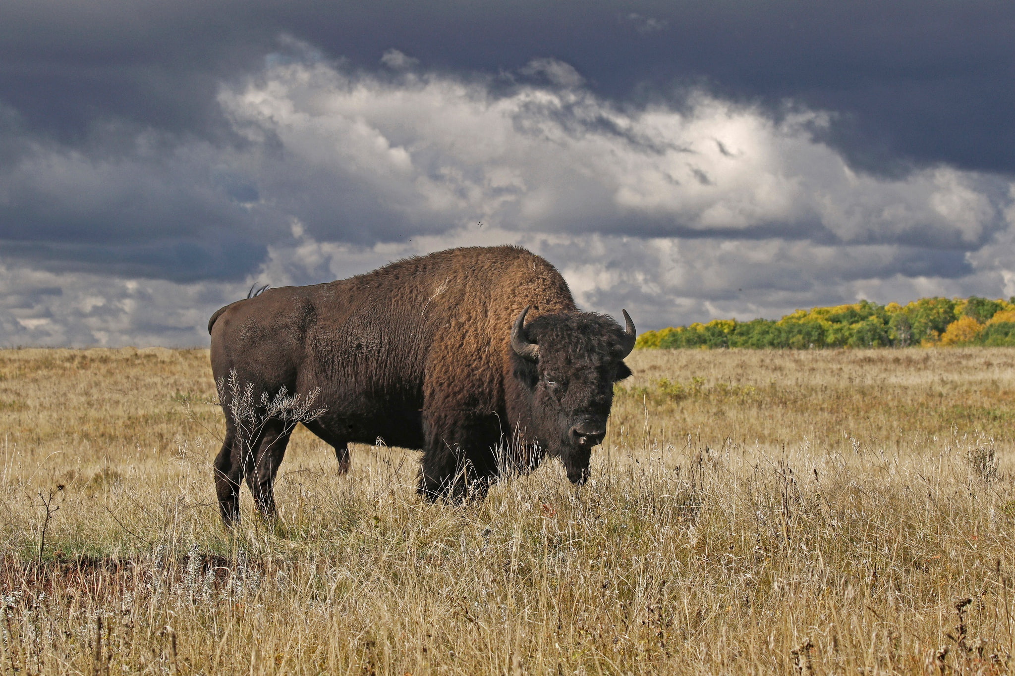 1080P, Canada, Riding Mountain, horns, autumn, Manitoba, Buffalo, HD Wallpaper