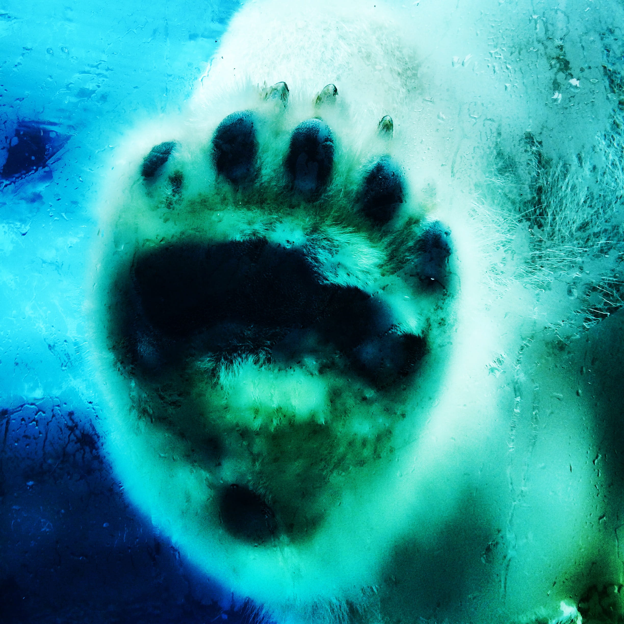 polar bear, snow, polarbear, sea, assiniboine park, zoo, manitoba, below, 1080P, winnipeg, outdoors, nature, kanada, glass - material, beauty in nature, Phone HD Wallpaper