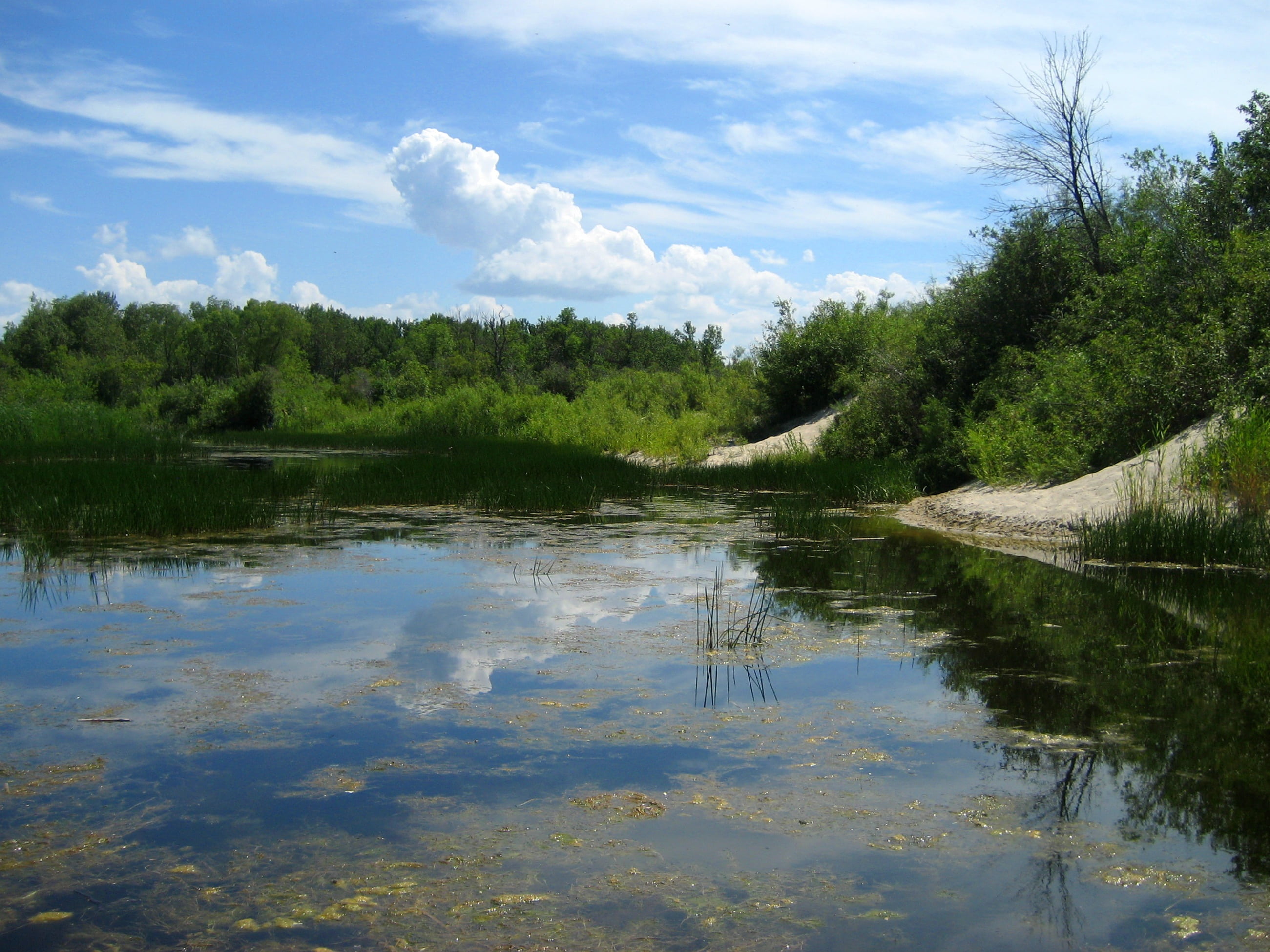 scenics - nature, green color, tree, clouds, growth, 2K, plant, tranquility, non-urban scene, swamp, nature, grand beach, sky, lake winnipeg, water, beauty in nature, HD Wallpaper