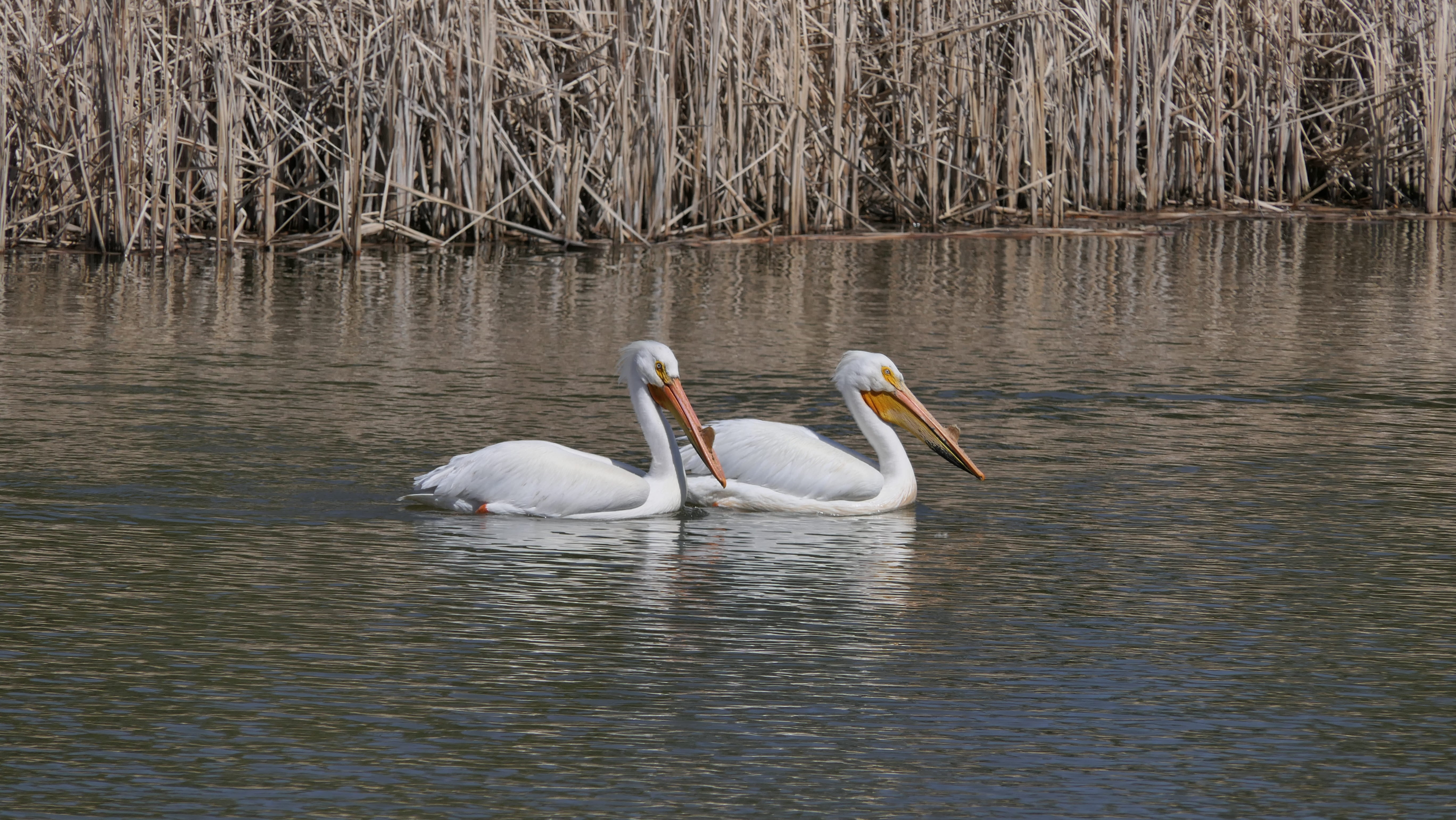 tree, animals in the wild, lake, bird, animal wildlife, white color, animal, water birds, vertebrate, waterfront, nature, beauty in nature, animal themes, HD Wallpaper