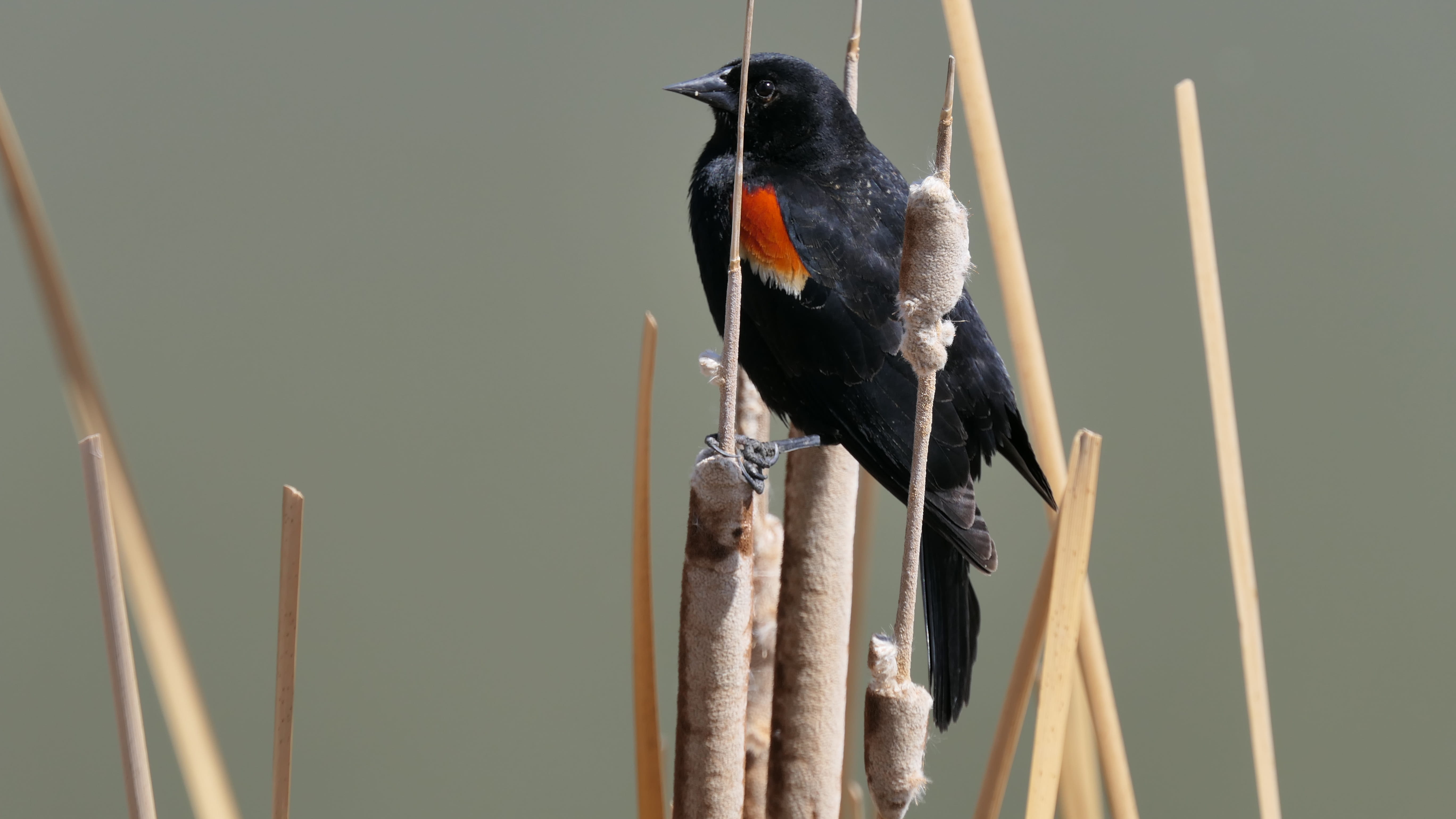 focus on foreground, bull rushes, manitoba, blackbird, winnipeg, black bird, 5K, wood - material, beak, animal, close-up, nature, no people, water, mouth open, HD Wallpaper