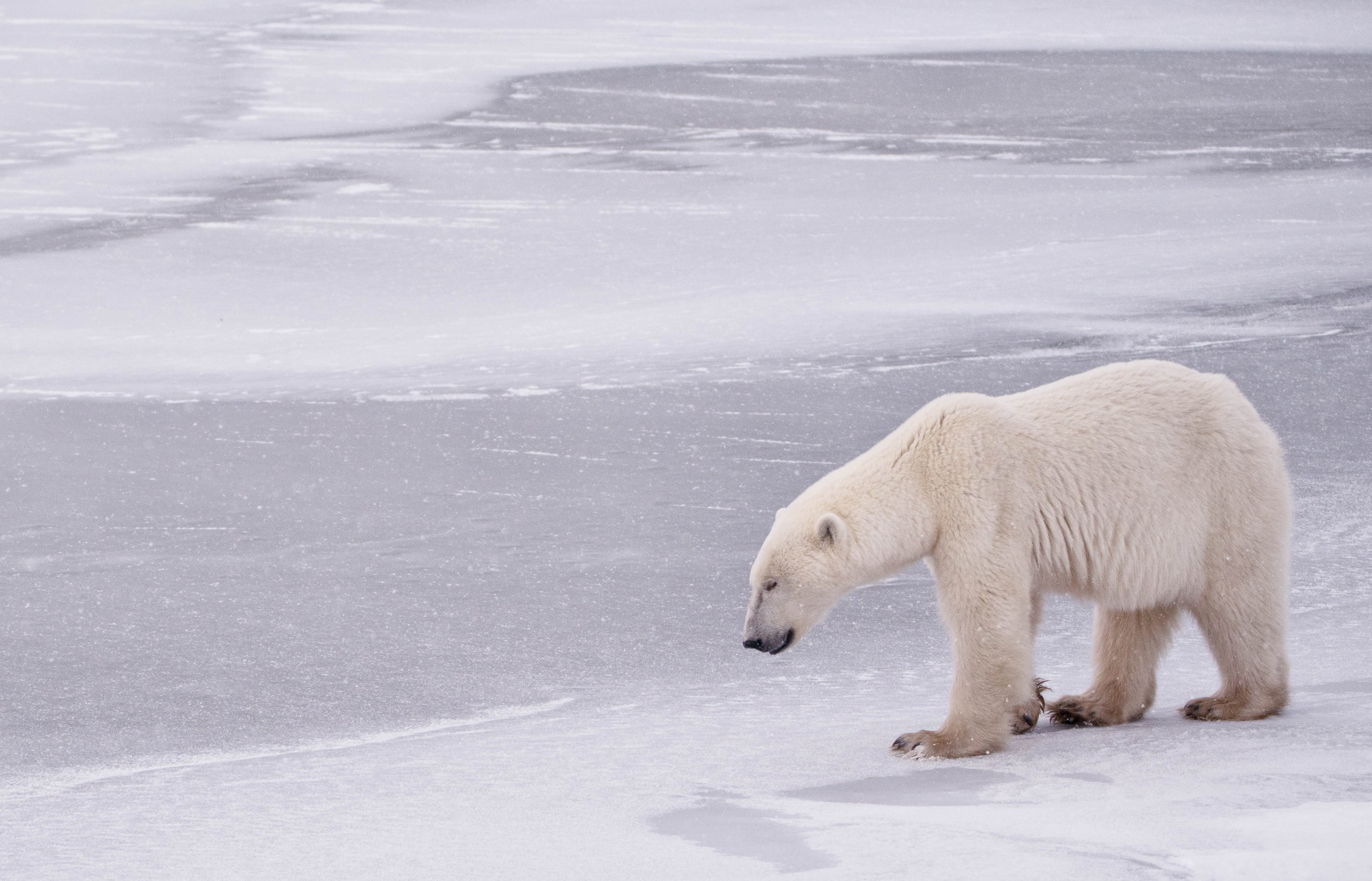 2K, Hudson Bay, Canada, winter, bear, Manitoba, polar bear, HD Wallpaper