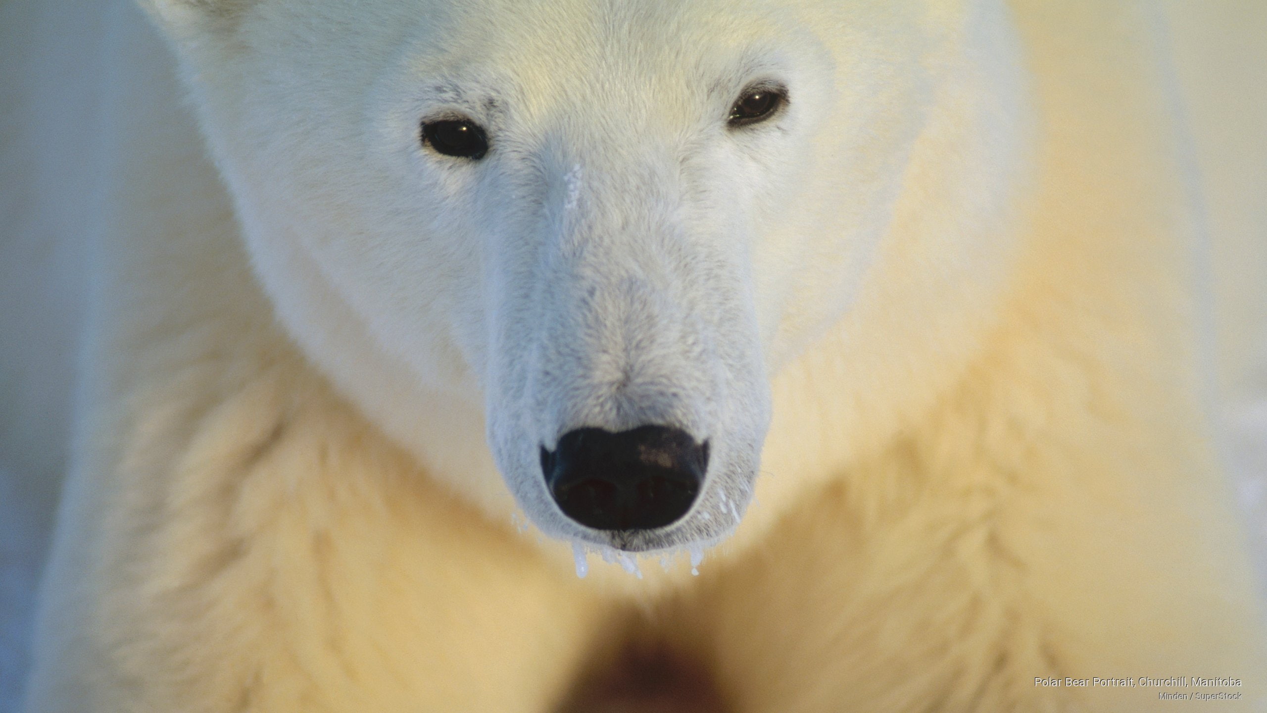 2K, Animals, manitoba, bear, churchill, polar, portrait, HD Wallpaper