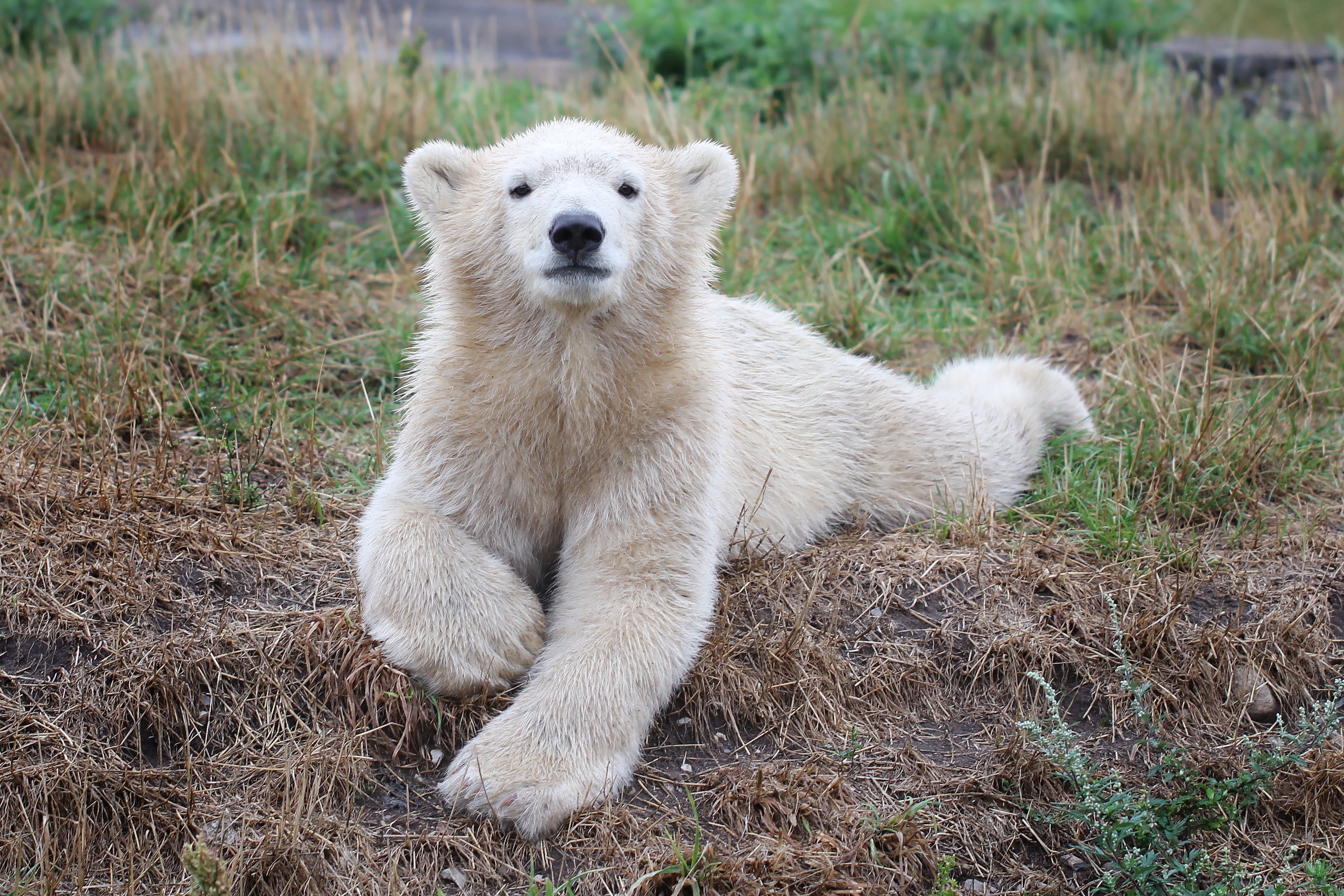 looking, looking at camera, outdoors, carnivore, young Animal, one Animal, wildlife, bear, relaxation, white, 2K, arctic, no people, canine, polar bear, HD Wallpaper