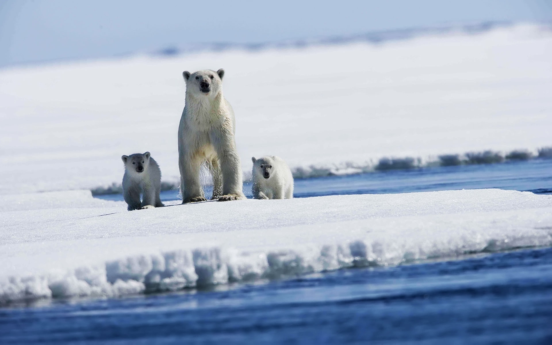 two, bear, white, puppies, 1080P, polar, cubs, HD Wallpaper